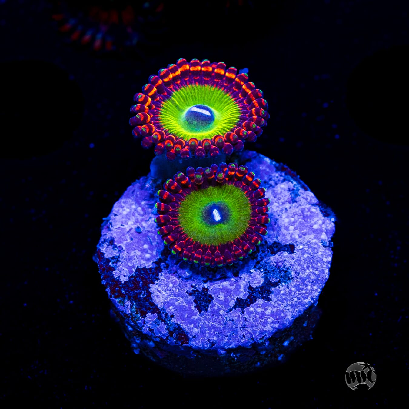 Candy Apple Red Zoanthids