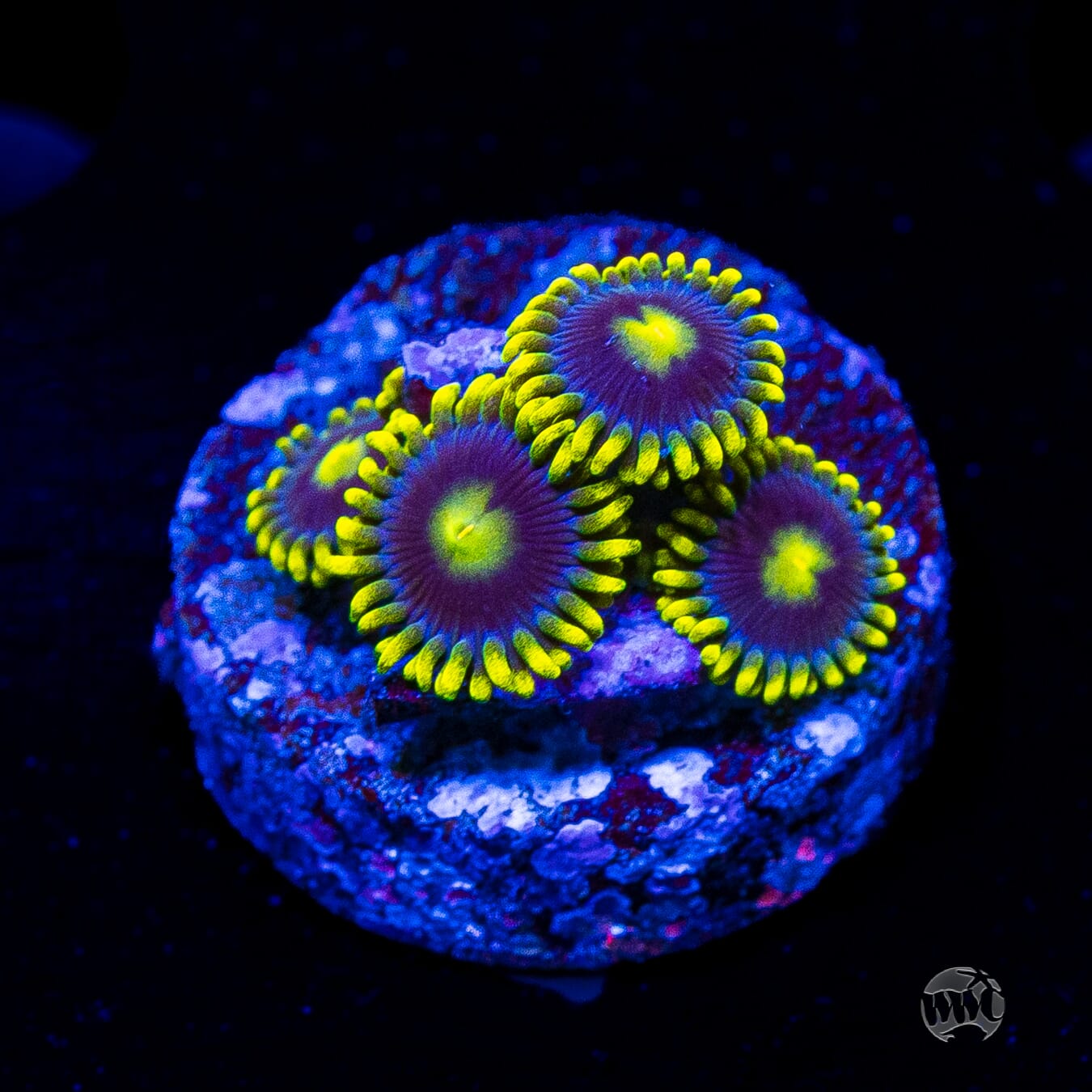 WWC Sunbeam Shuriken Zoanthids