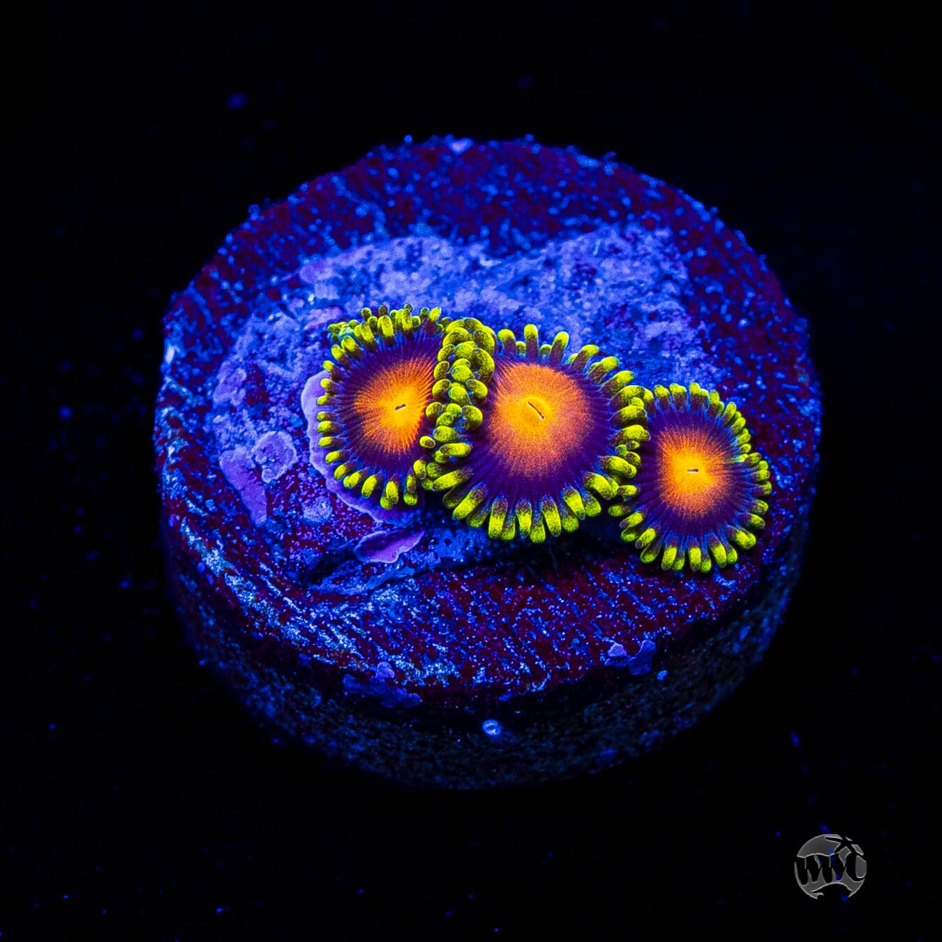 Yellow Brick Road Zoanthids