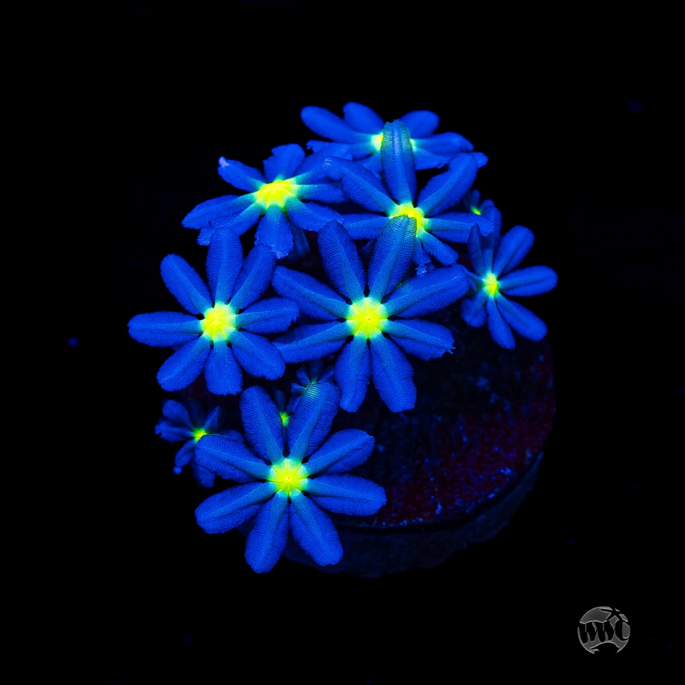 WWC Midnight Daisy Polyps