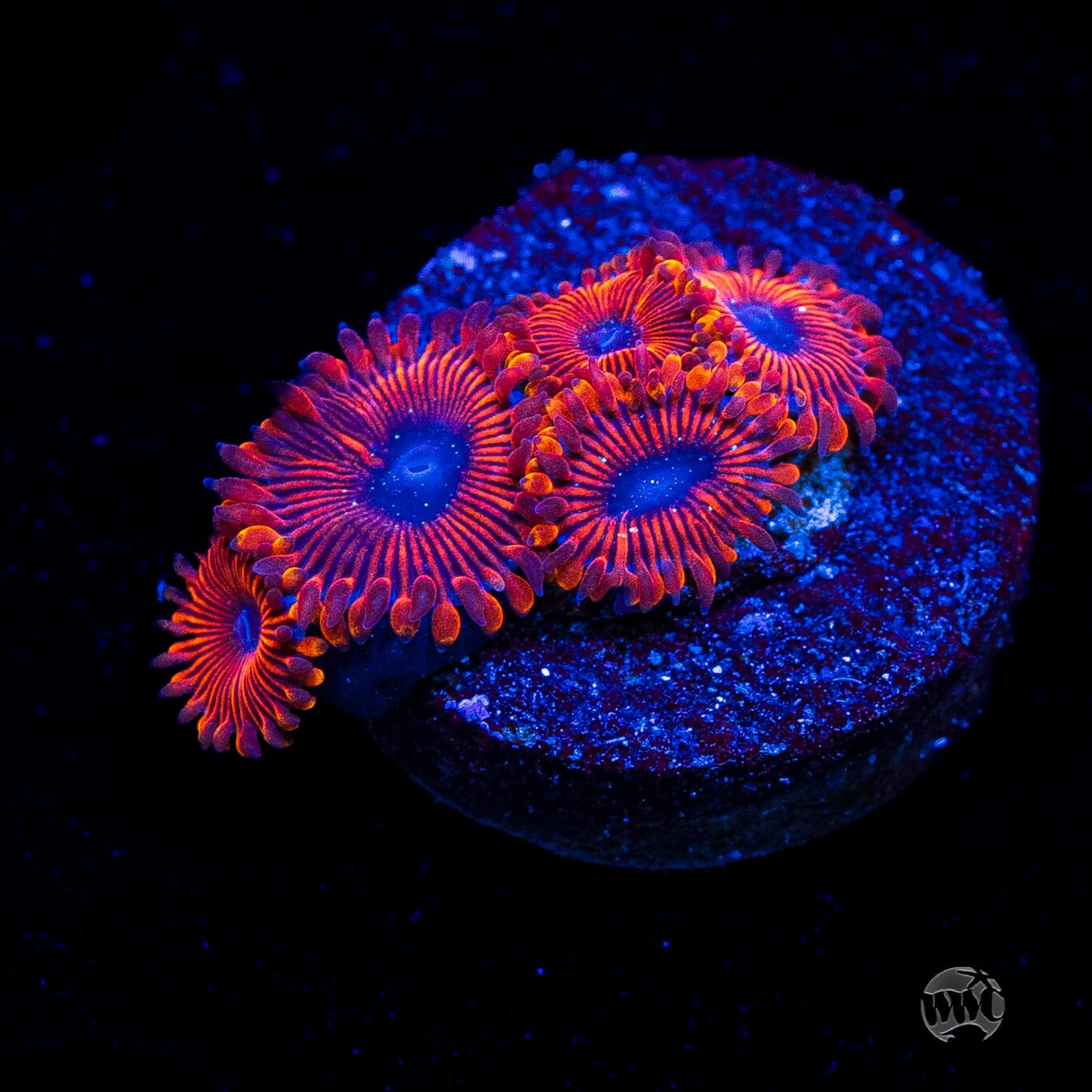 WWC Scarlet Wizard Zoanthids