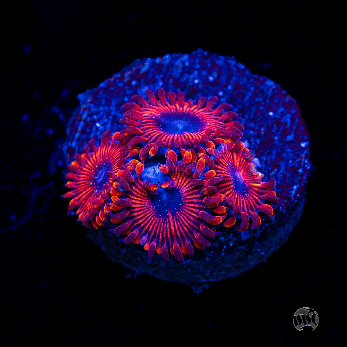 WWC Scarlet Wizard Zoanthids