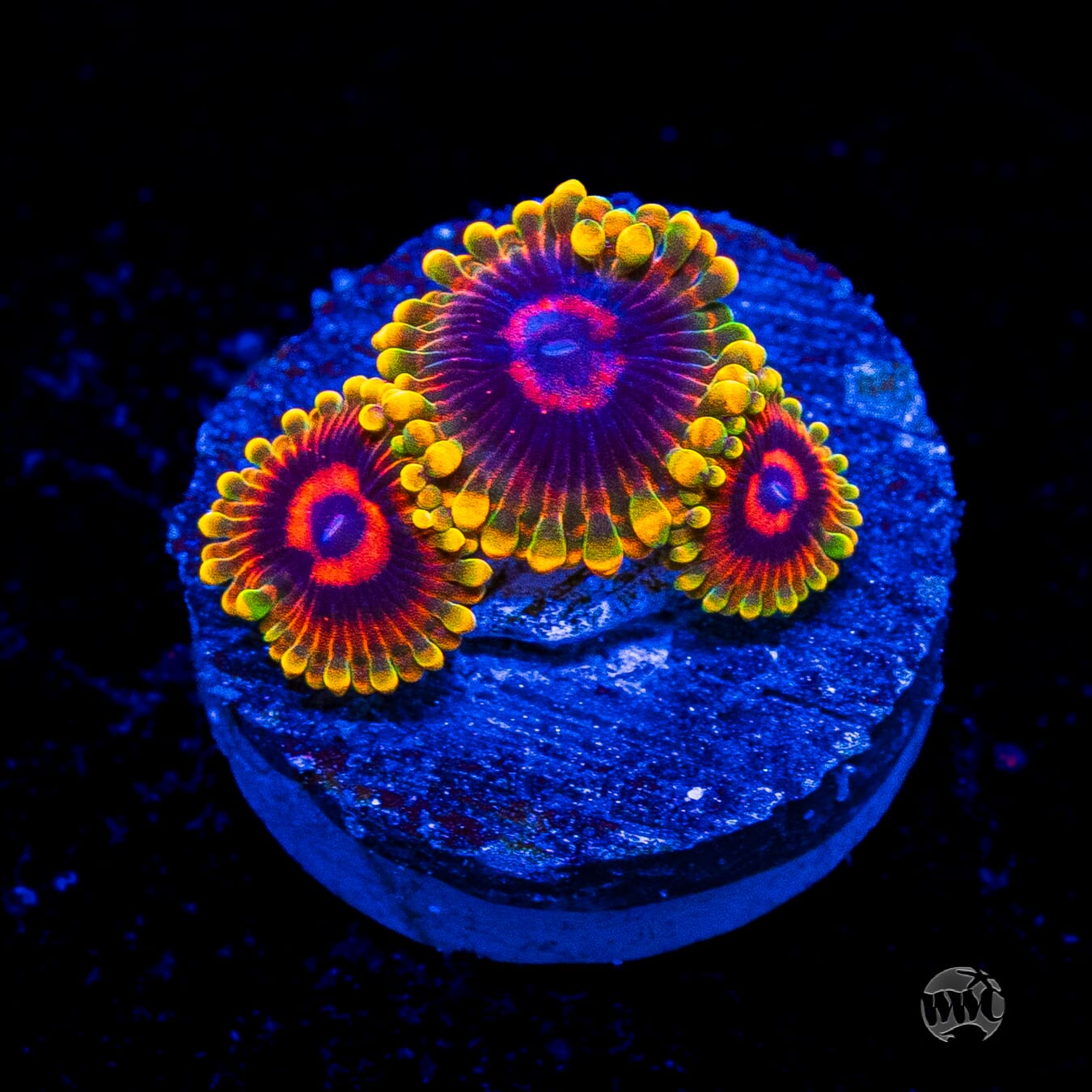 Mind Trick Zoanthids