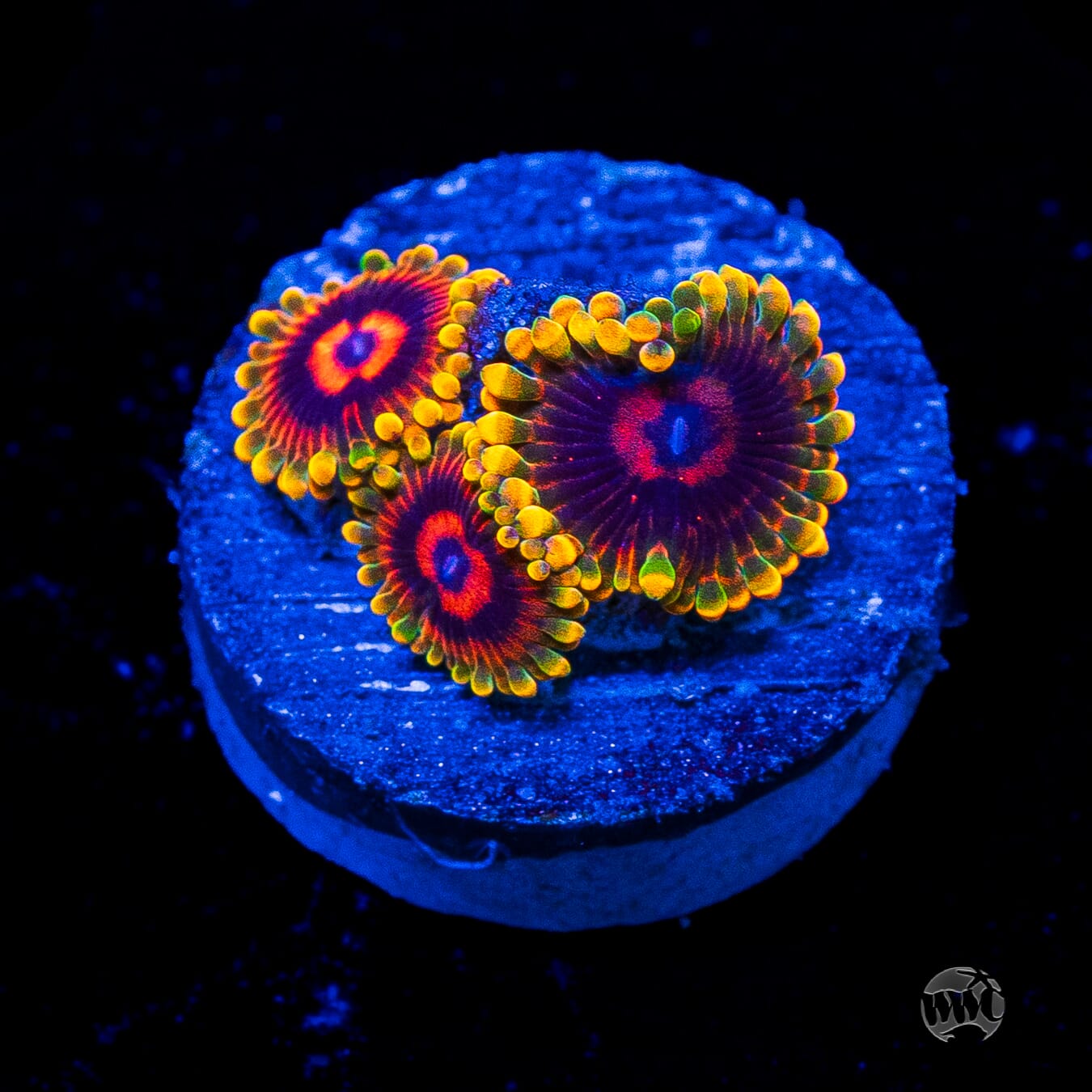 Mind Trick Zoanthids