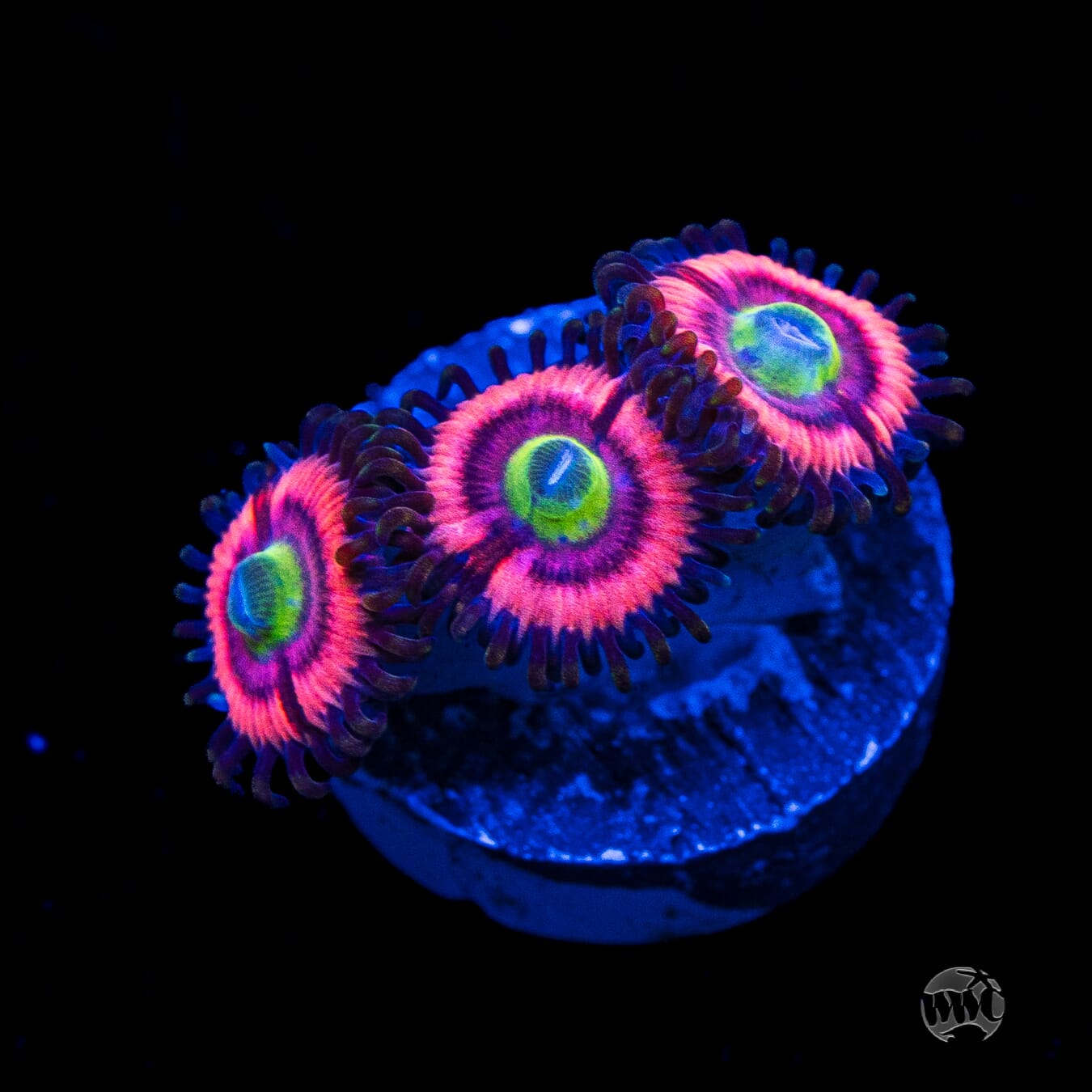 WWC Ultimate Bubblegum Pink Zoanthids