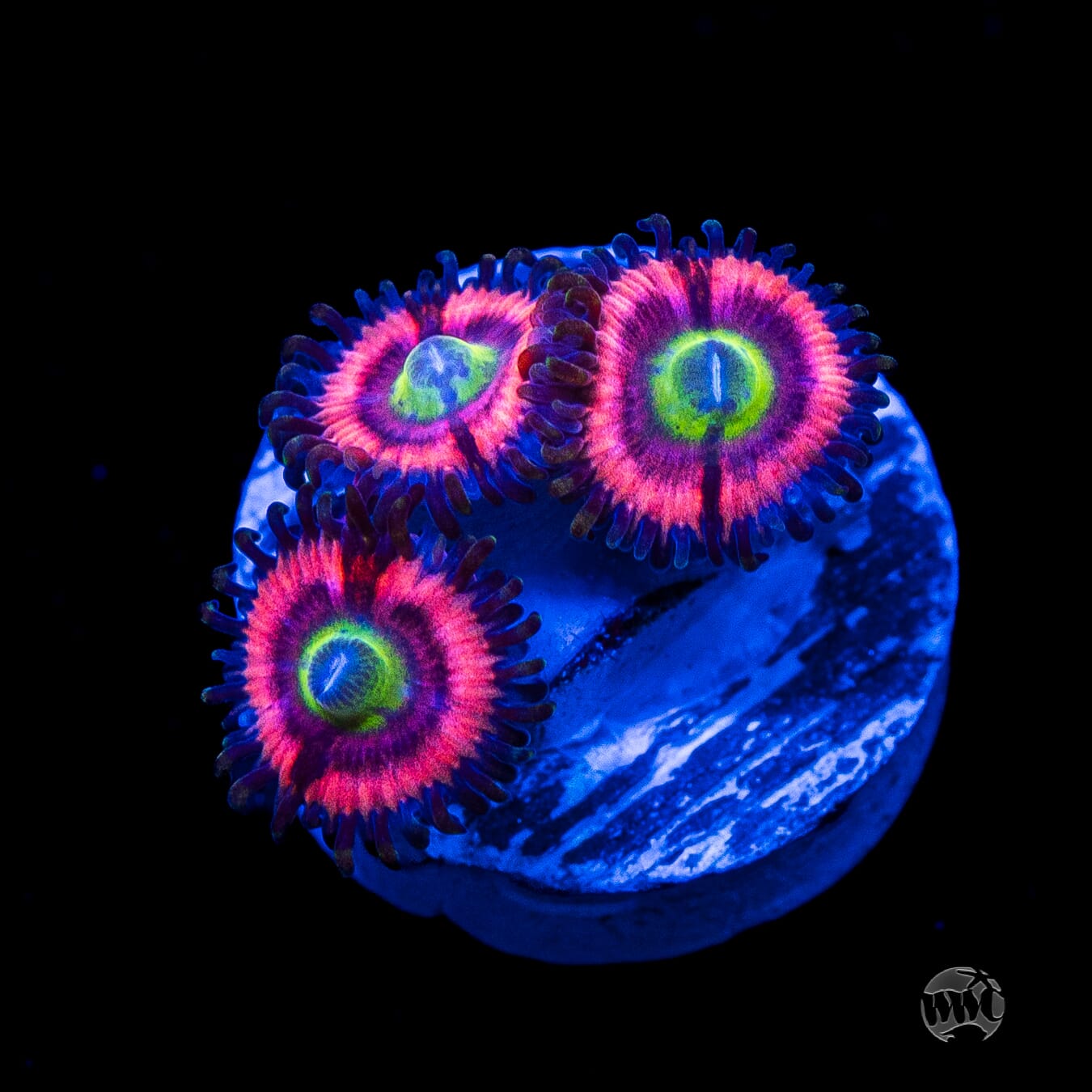 WWC Ultimate Bubblegum Pink Zoanthids