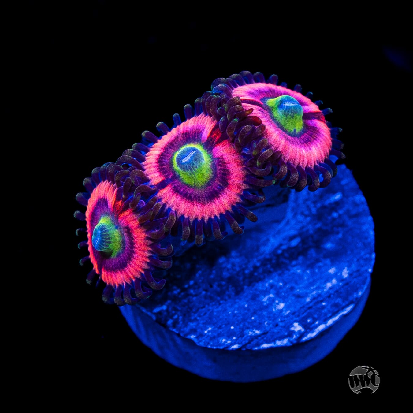 WWC Ultimate Bubblegum Pink Zoanthids