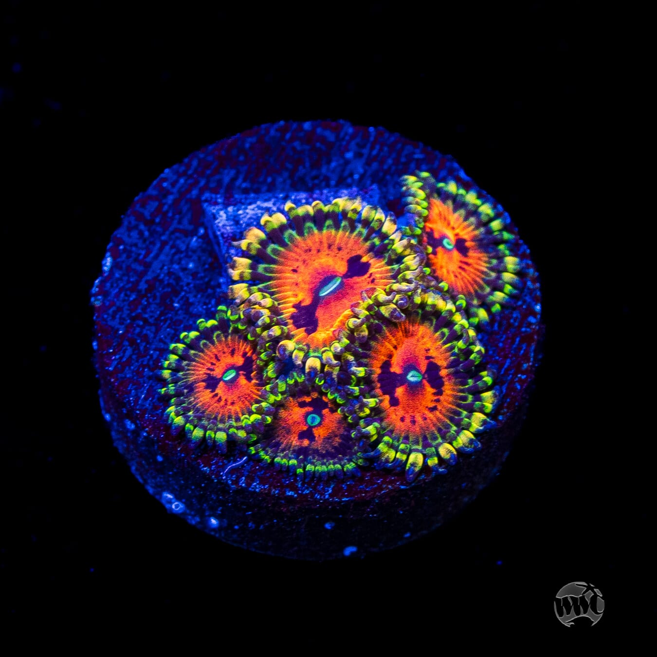 GB Bow Tie Blaster Zoanthids