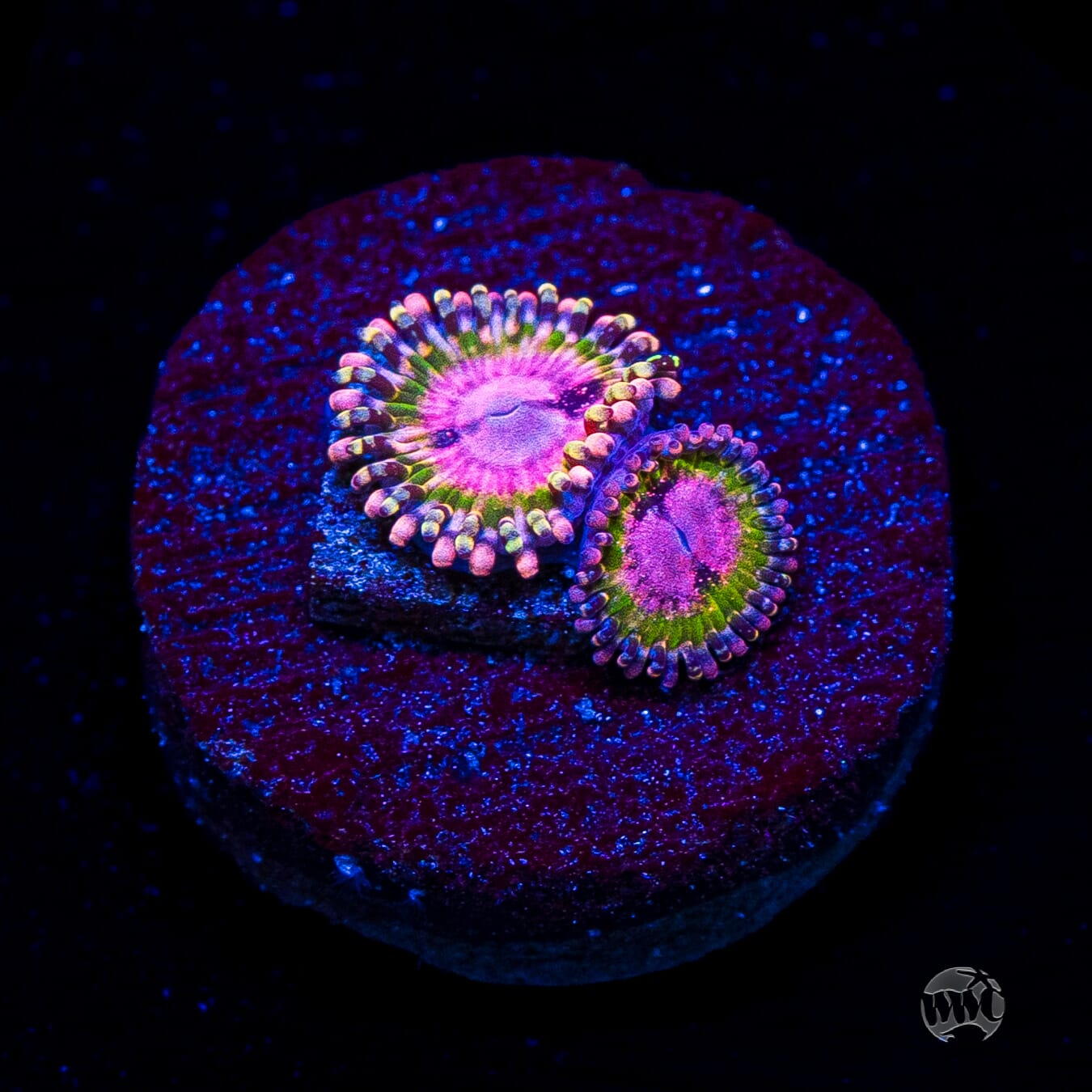 WWC Pink Krakatoa Zoanthids