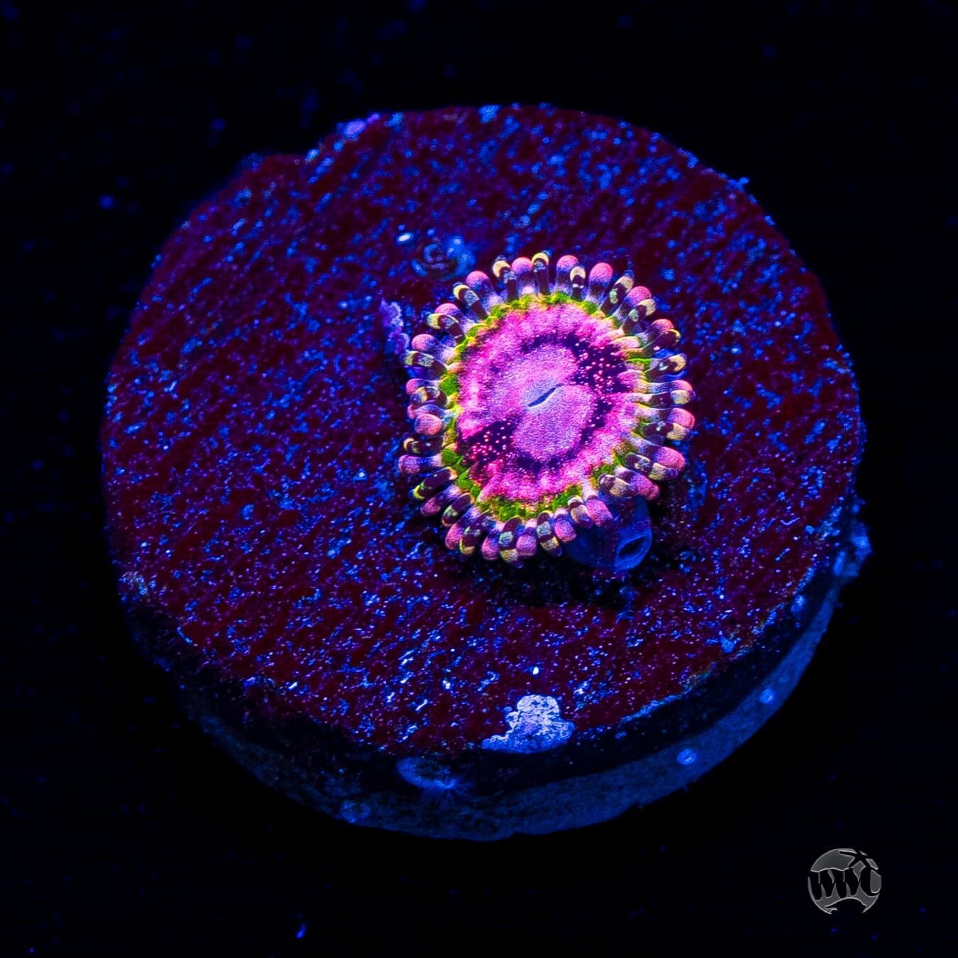 WWC Pink Krakatoa Zoanthids