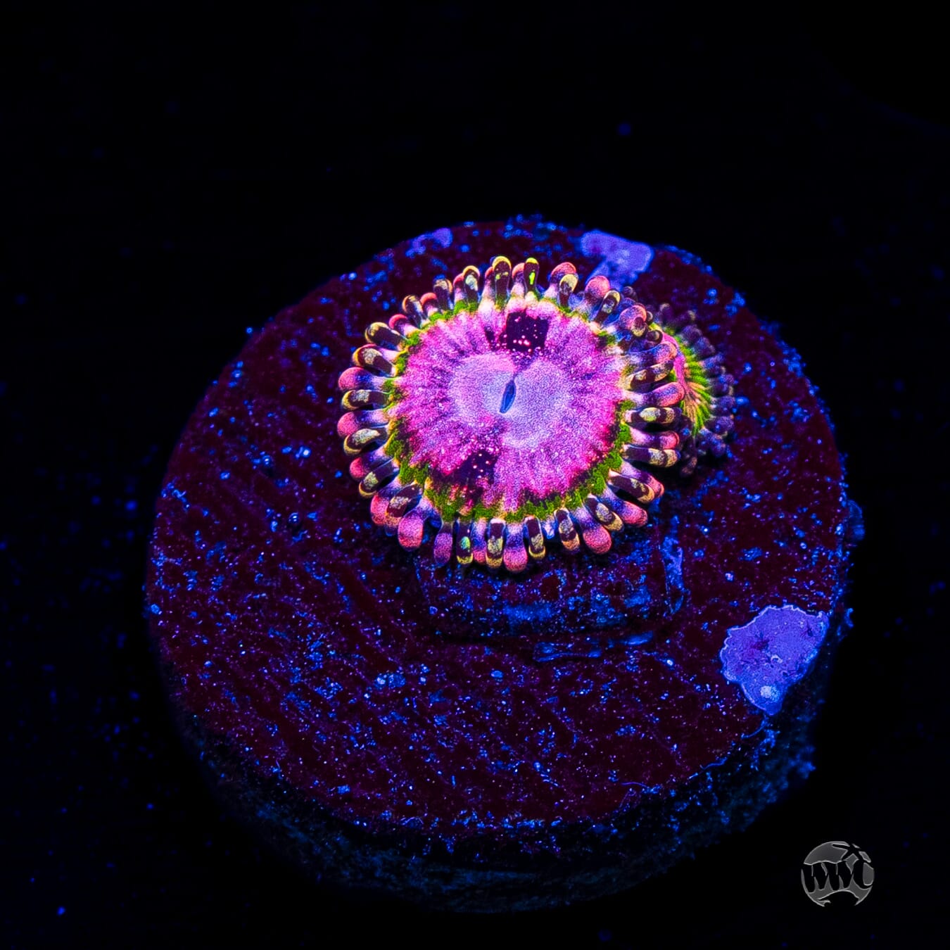 WWC Pink Krakatoa Zoanthids