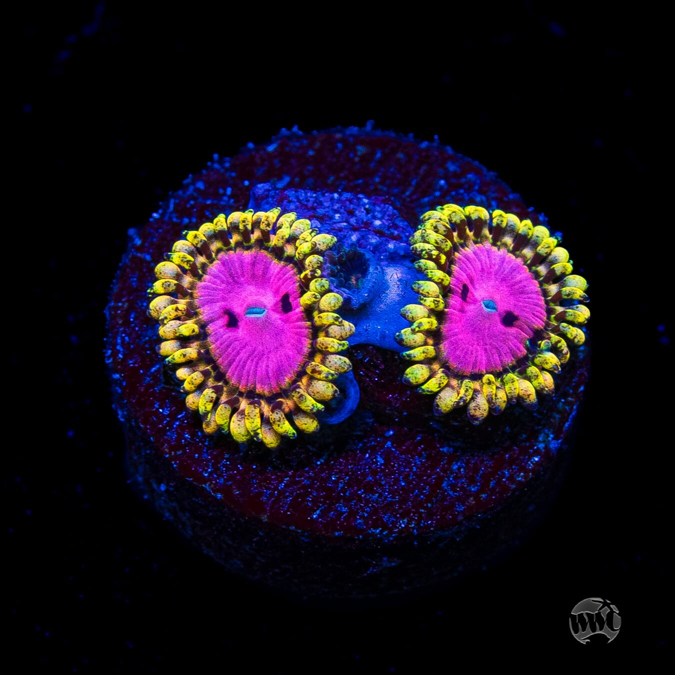 RR Pink Diamond Zoanthids