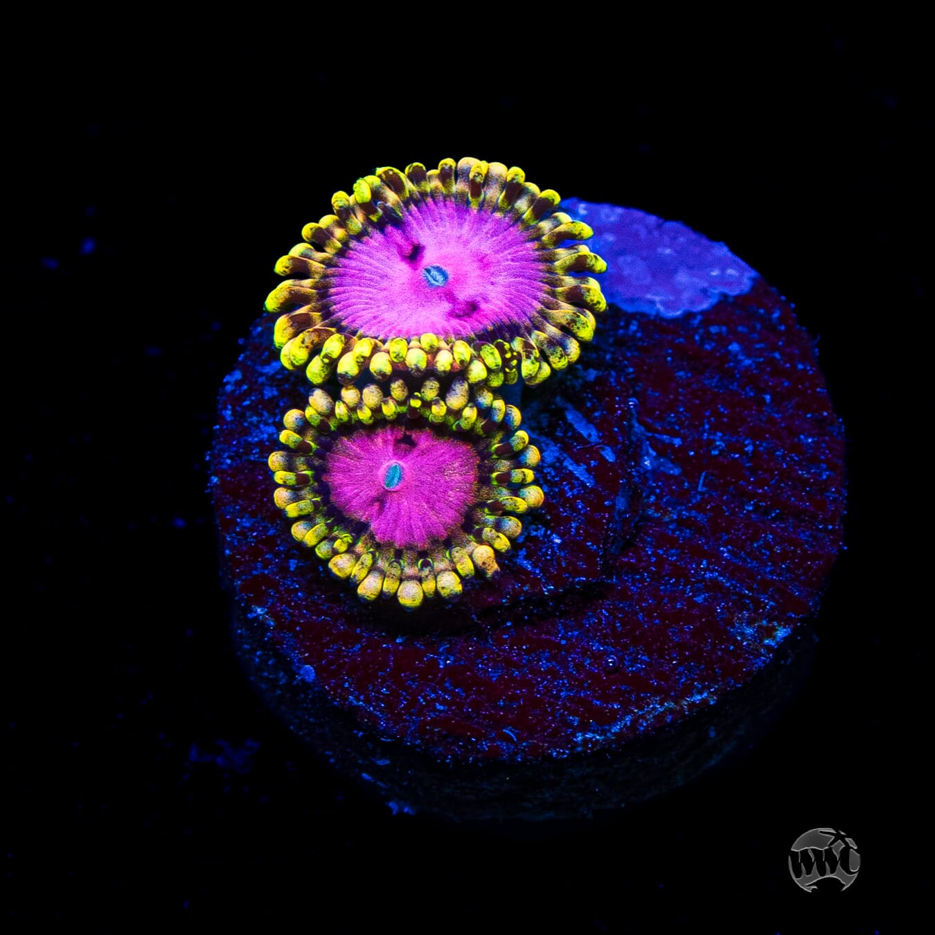 RR Pink Diamond Zoanthids