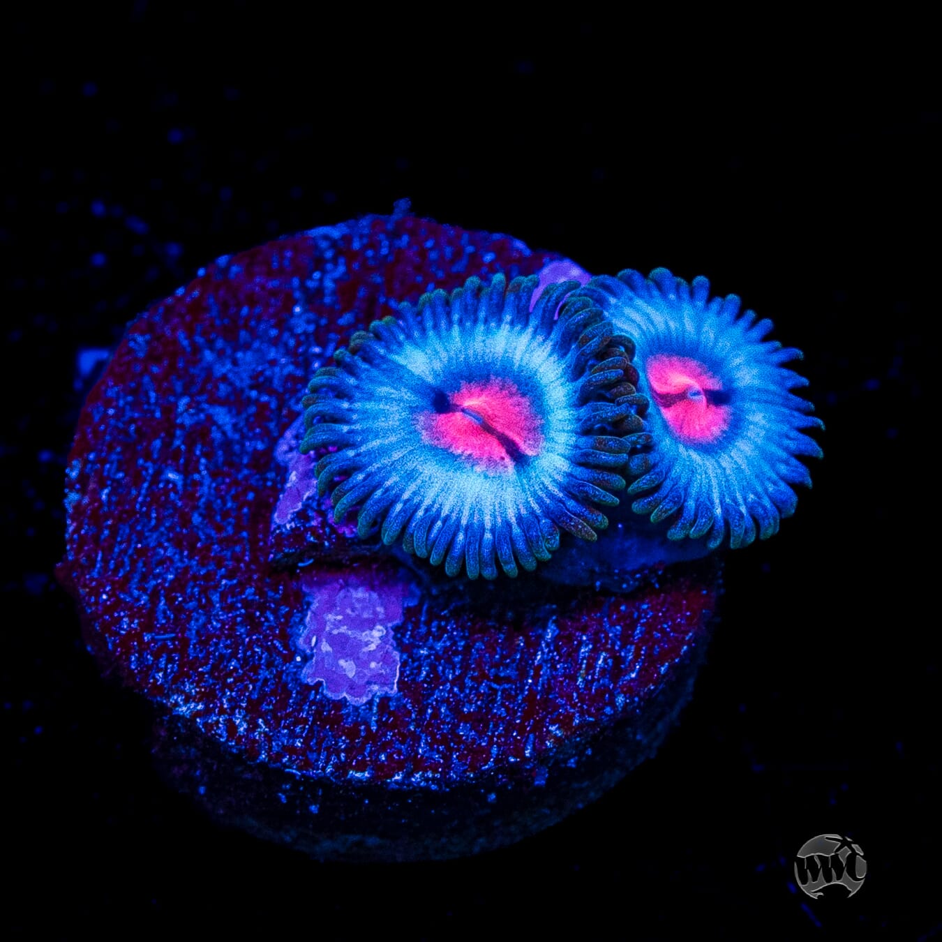Miami Vice Zoanthids