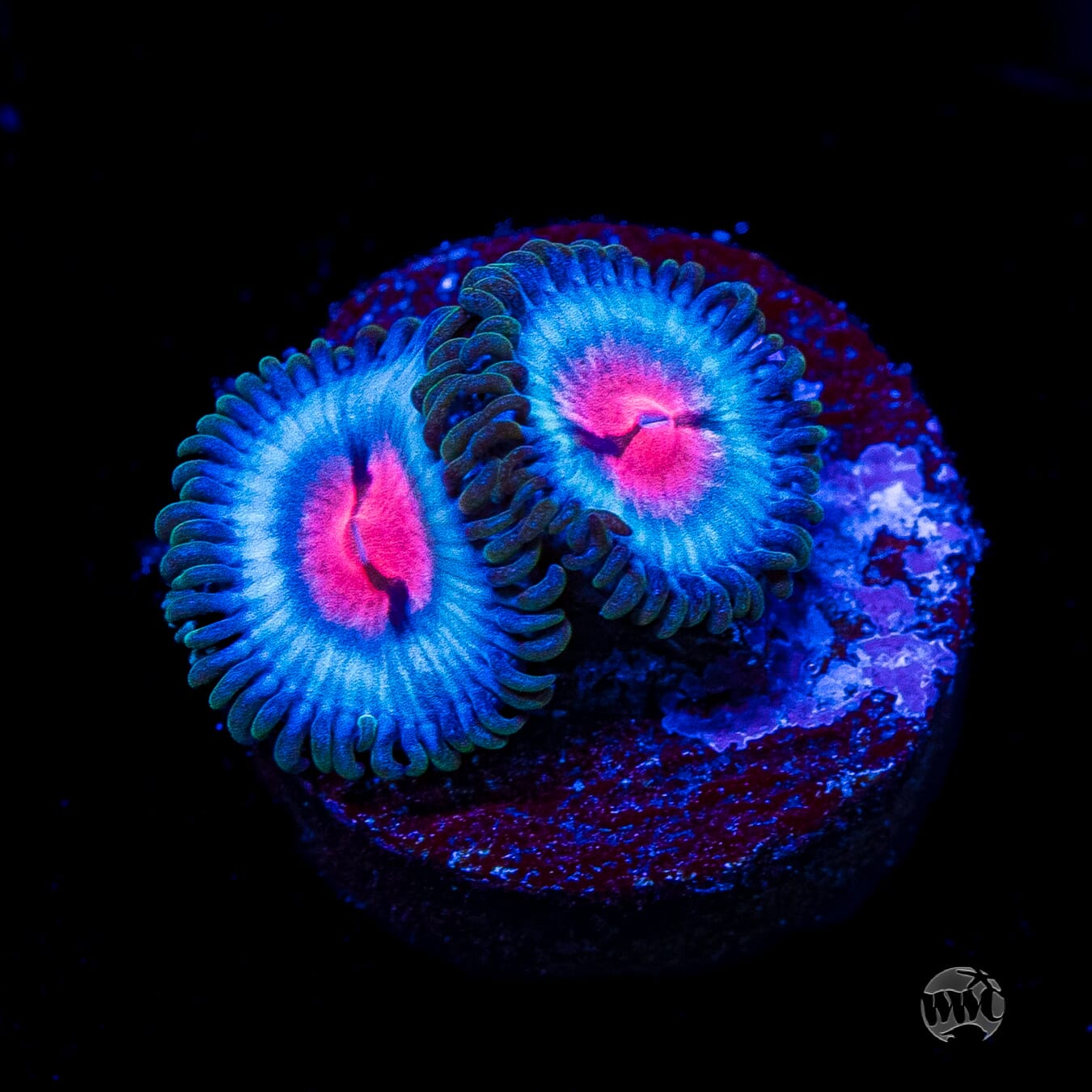 Miami Vice Zoanthids
