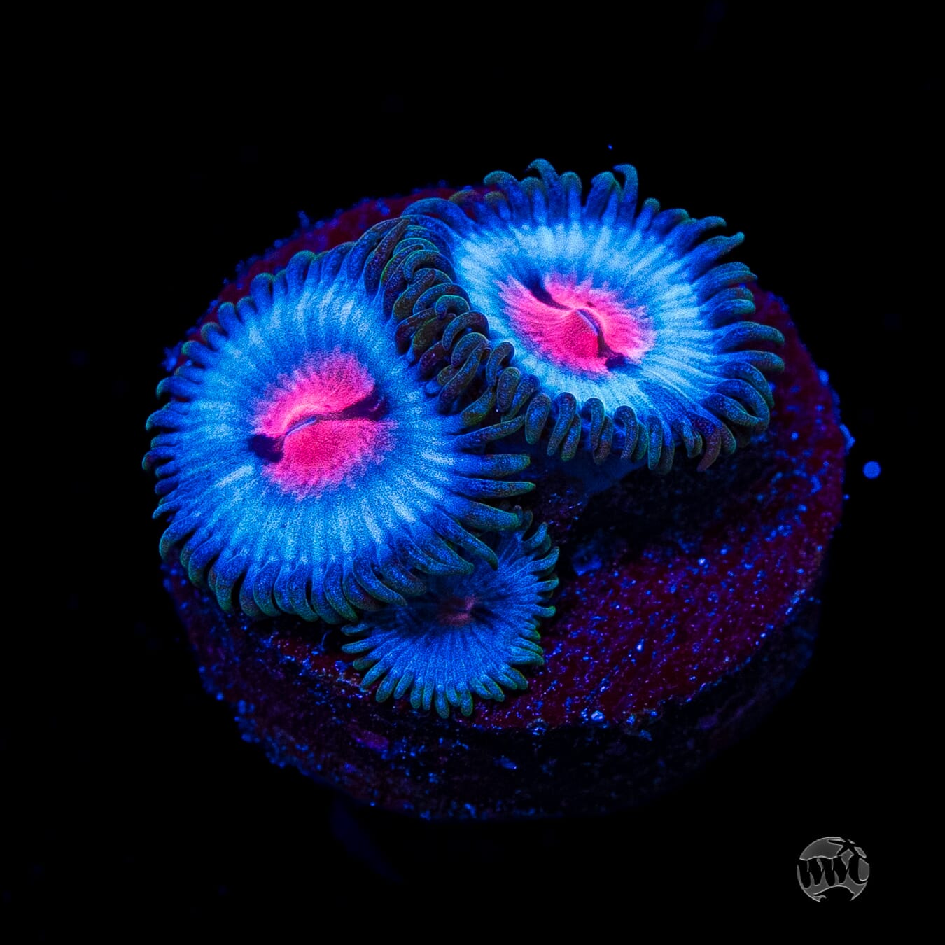 Miami Vice Zoanthids