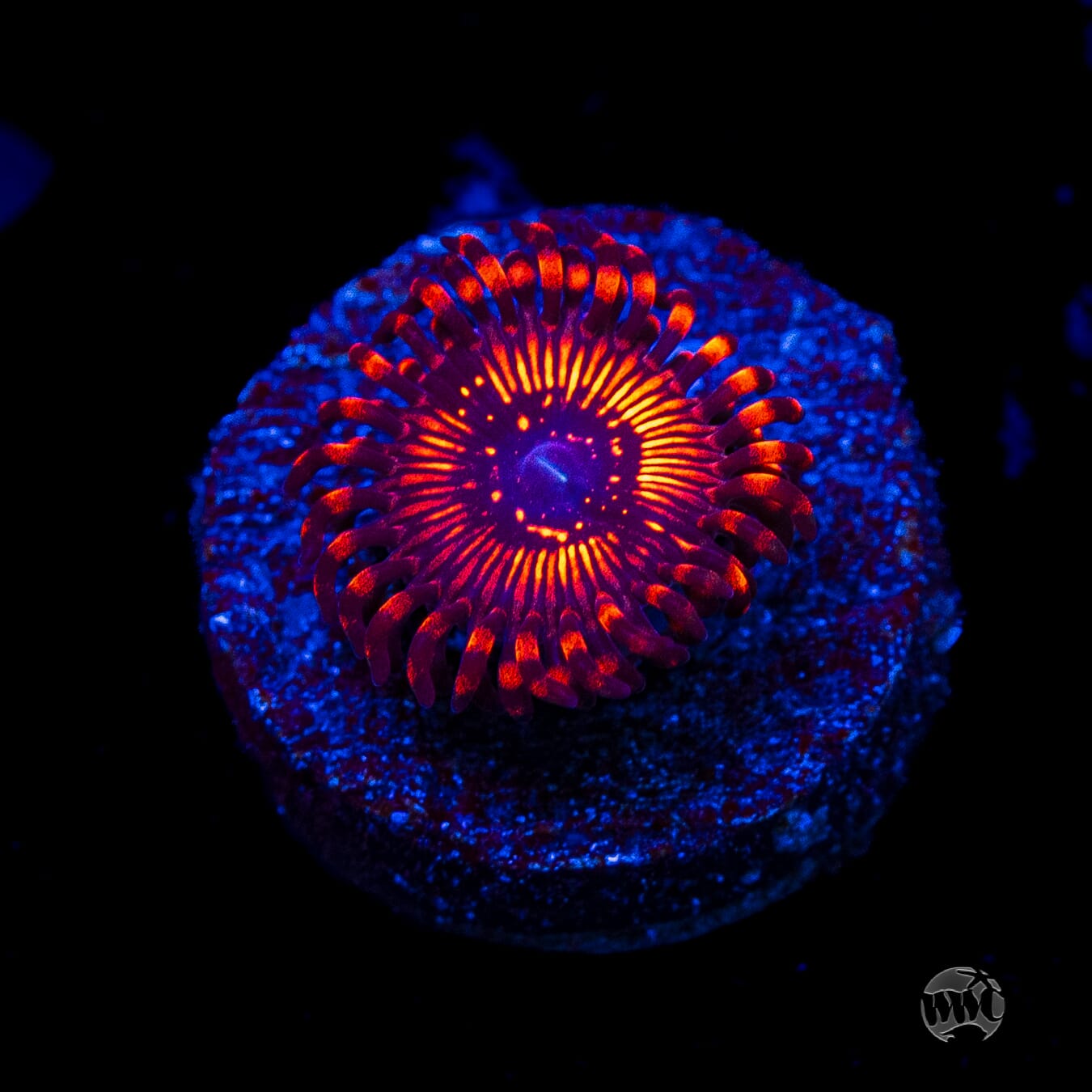 WWC Balrog Zoanthids