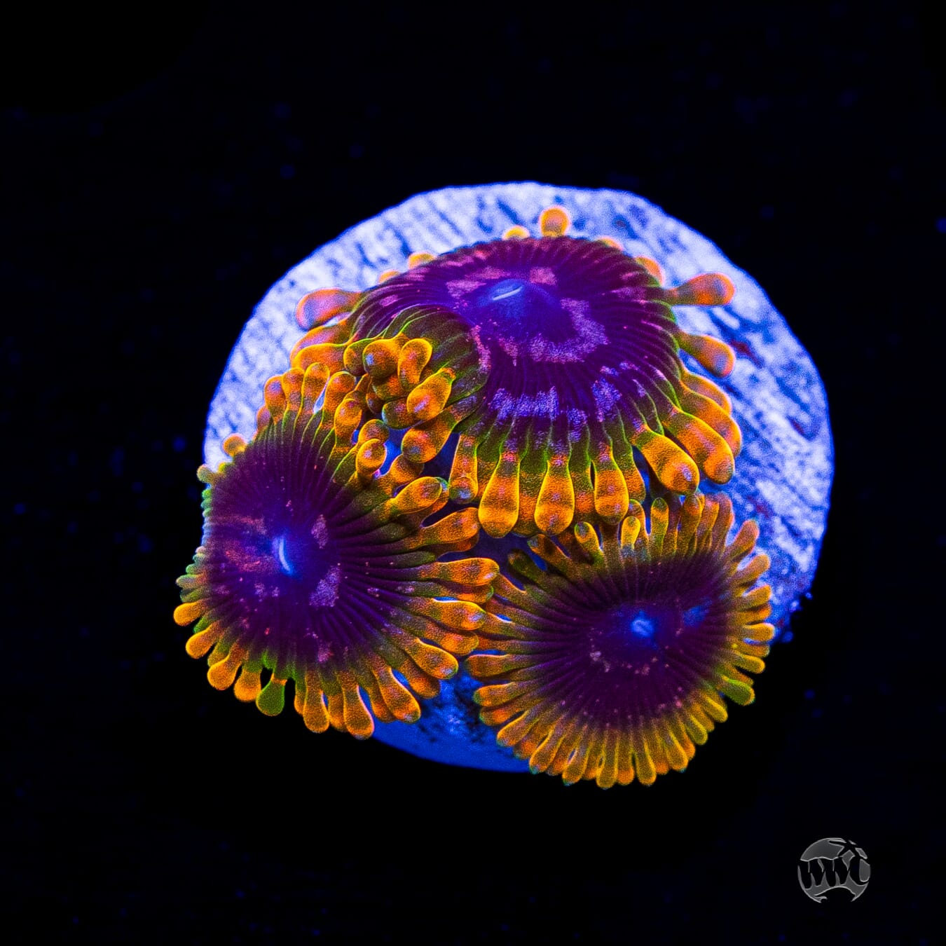 Jason Fox Acid Reflux Zoanthids