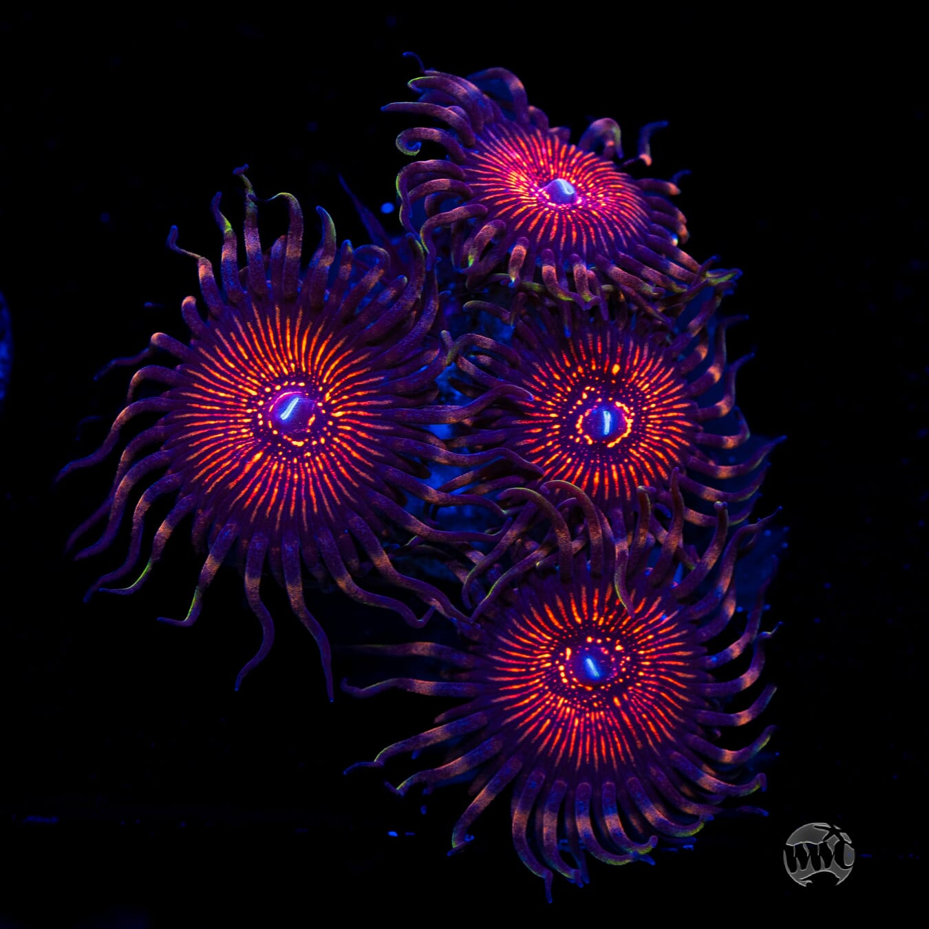 ARC Nightcrawler Zoanthids