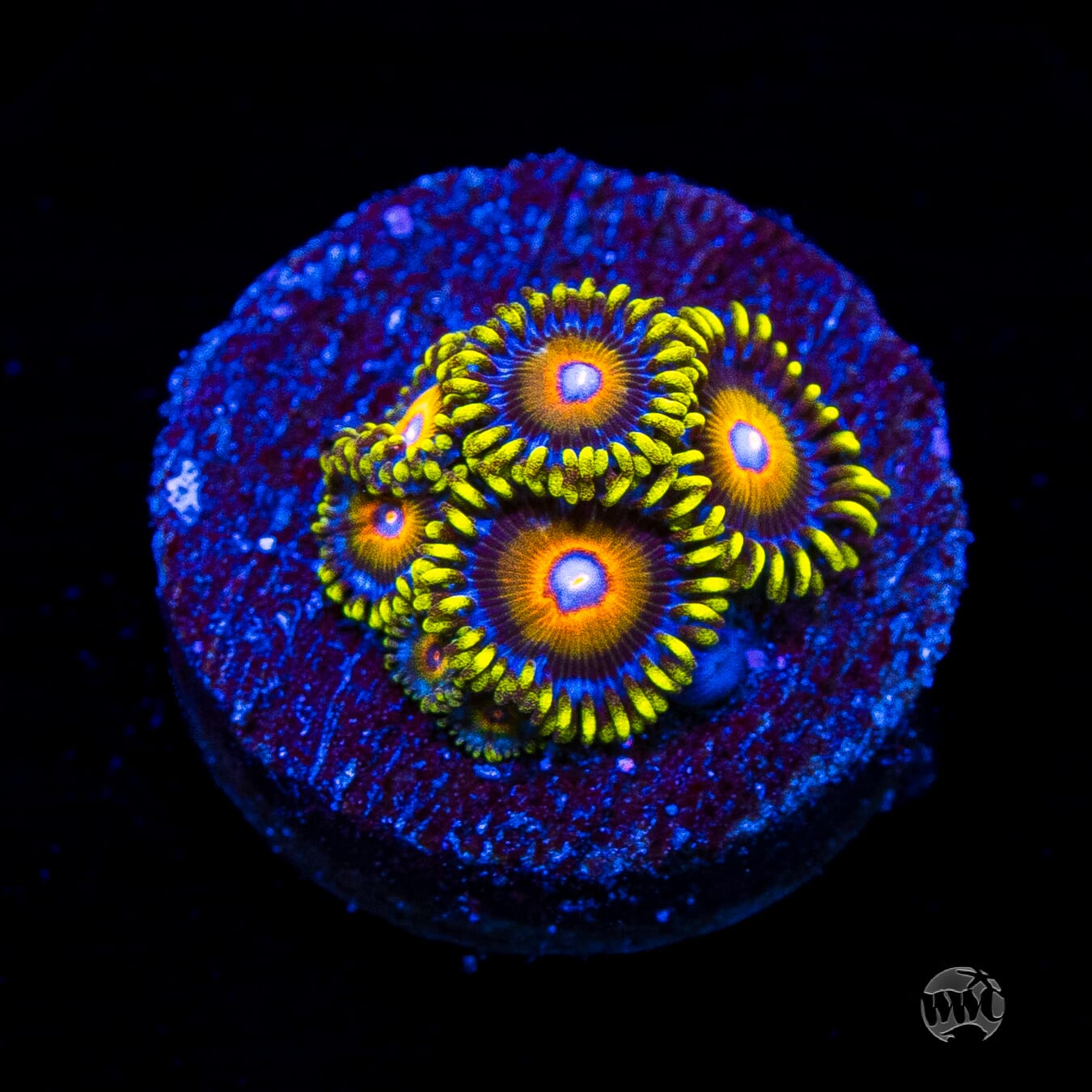 Super Saiyan Zoanthids