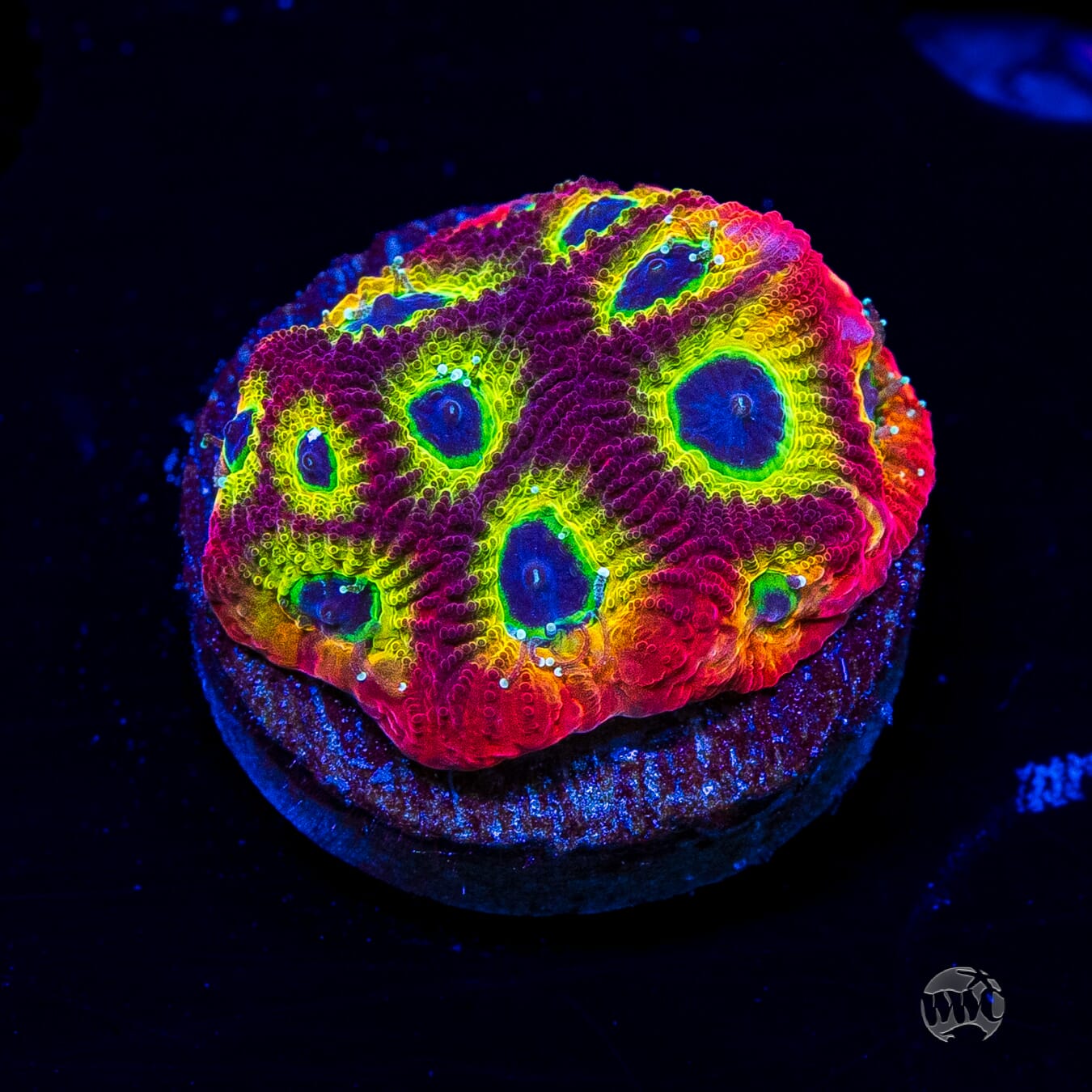 Jason Fox Sector 001 Favites