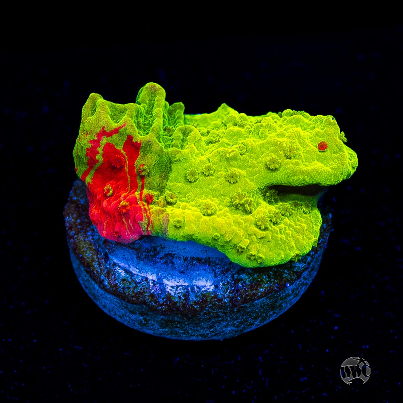 WWC Triple Threat Grafted Montipora
