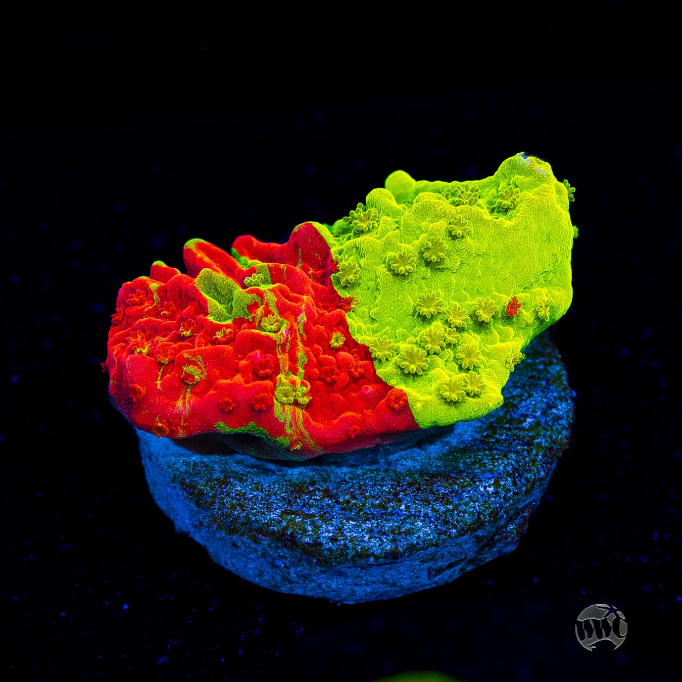 WWC Triple Threat Grafted Montipora