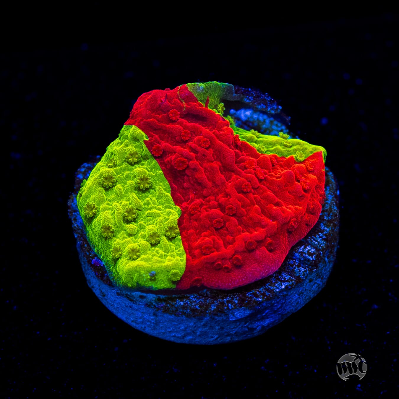 WWC Triple Threat Grafted Montipora