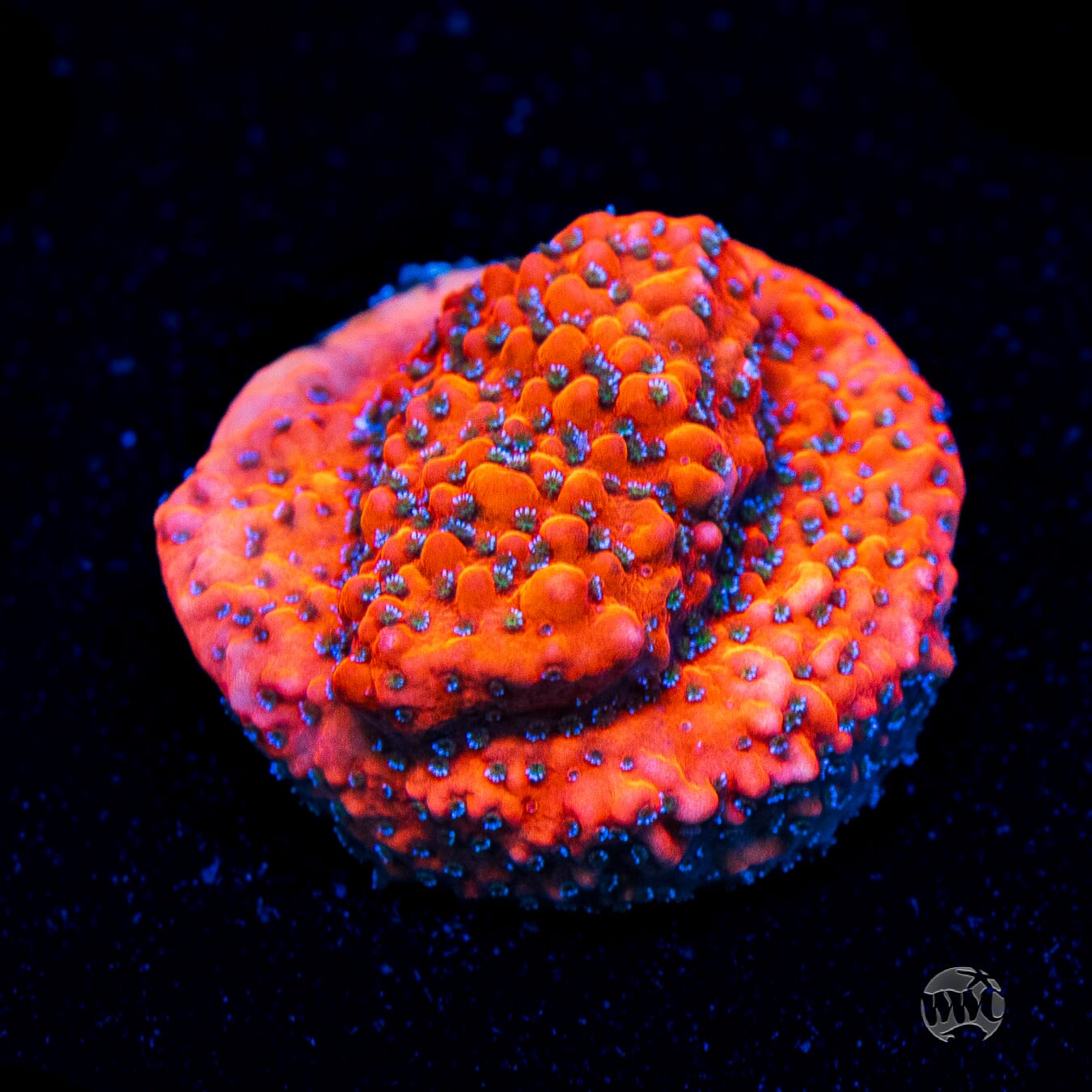 Coralꪔ̤̫ WWC Megachrome Montipora