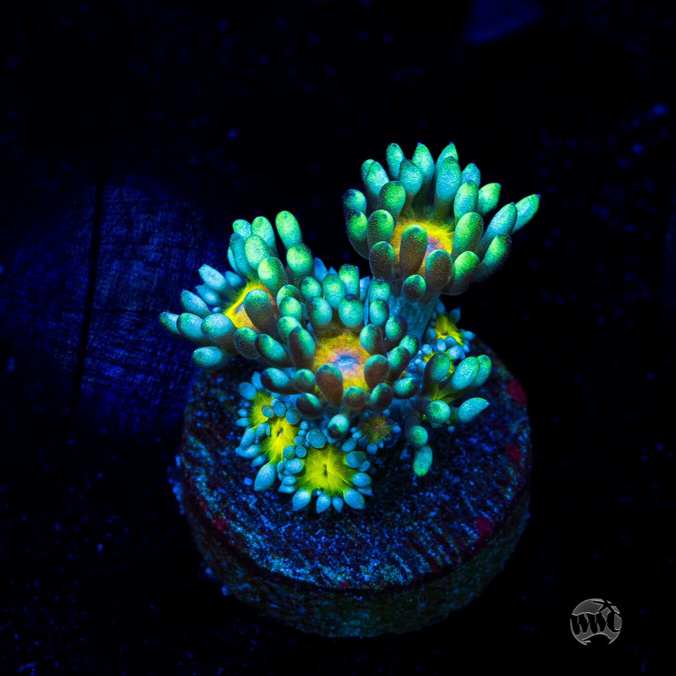 Lemon Head Goniopora