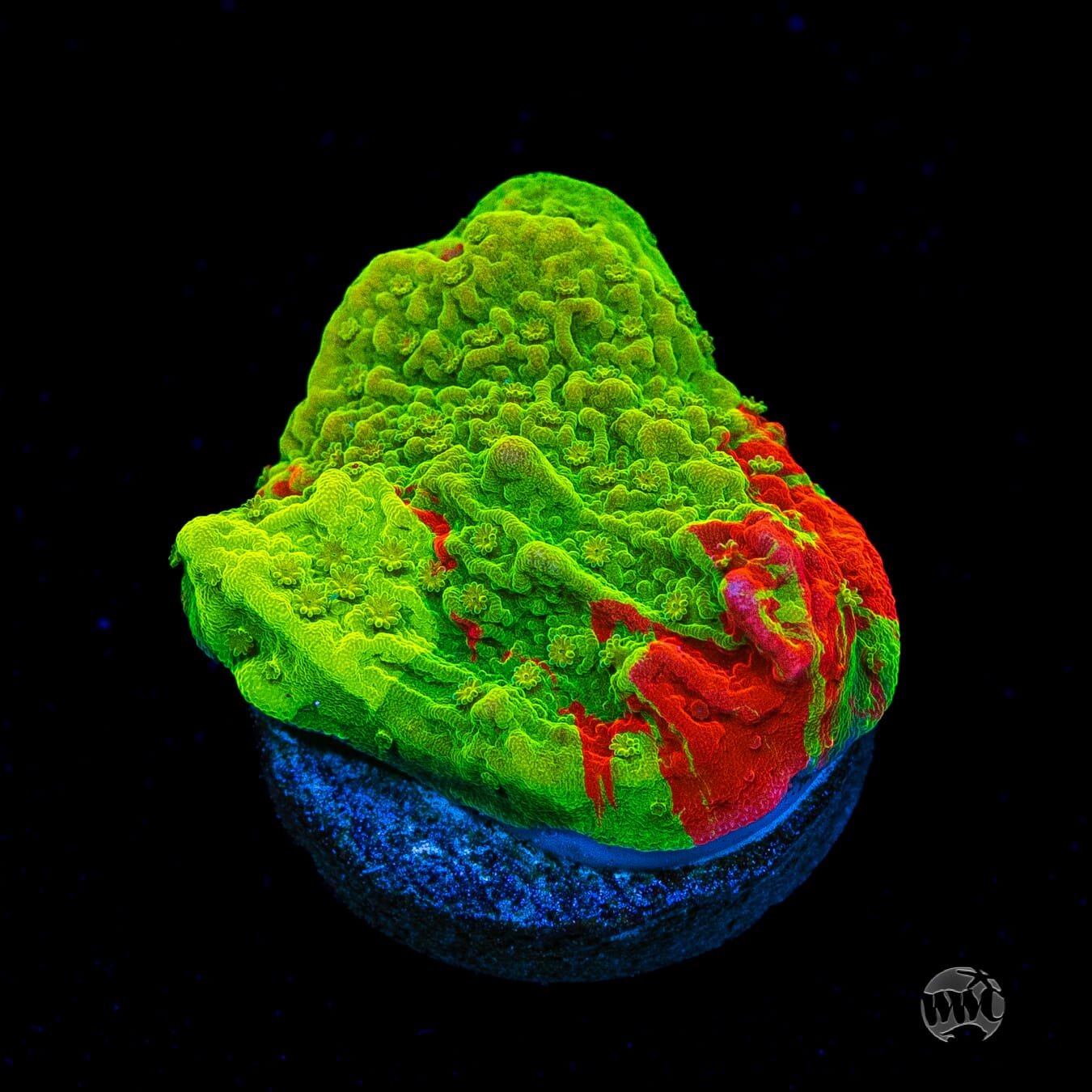 WWC Triple Threat Grafted Montipora