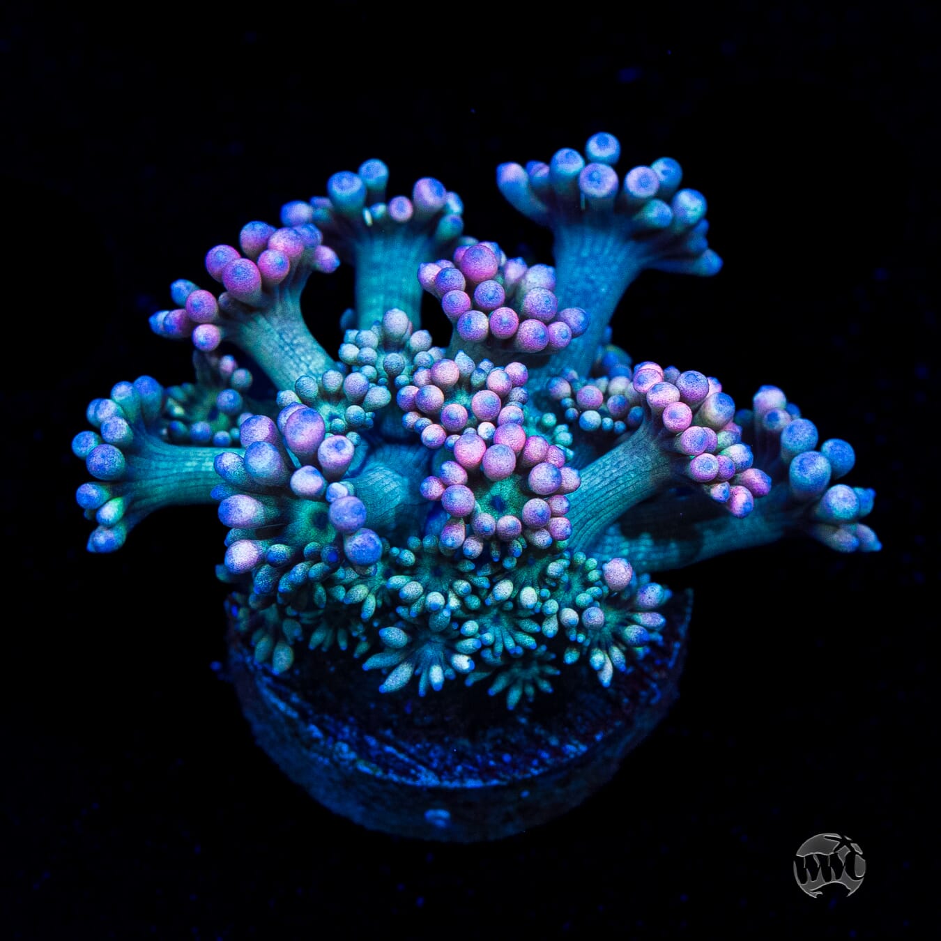 WWC Soursop Goniopora