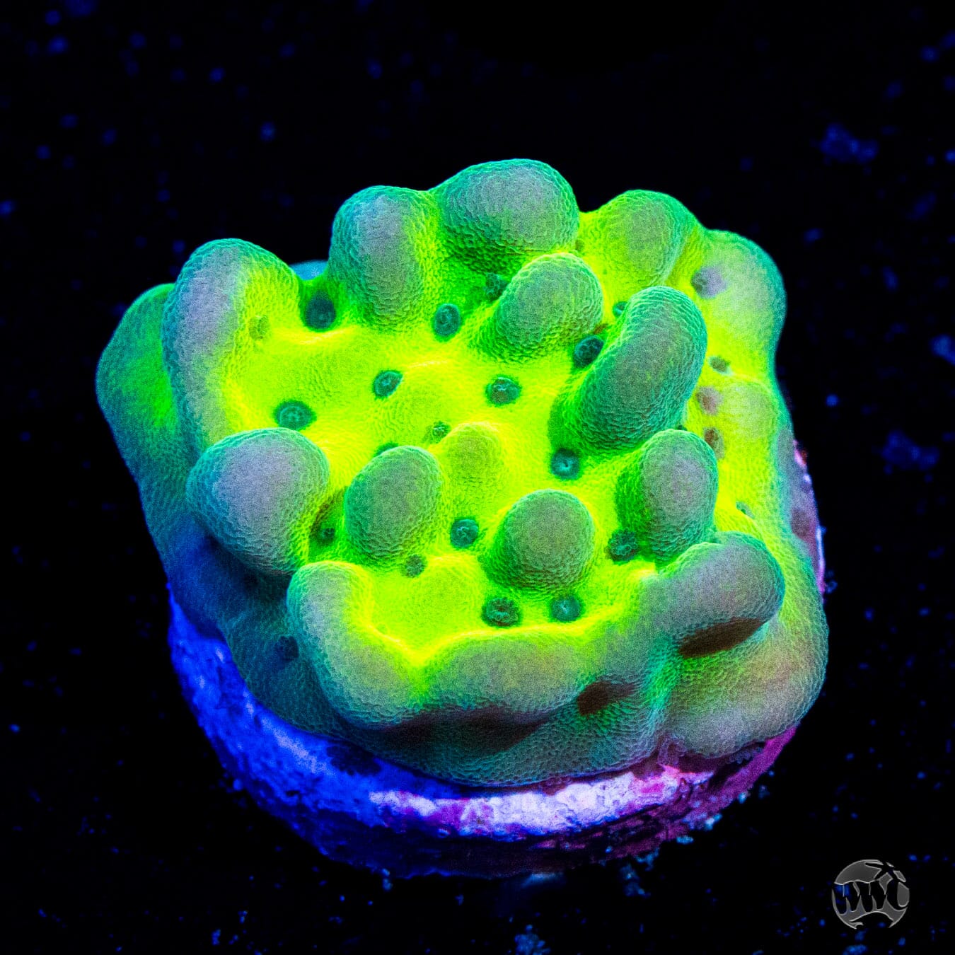 WWC Lucky Charms Montipora Coral