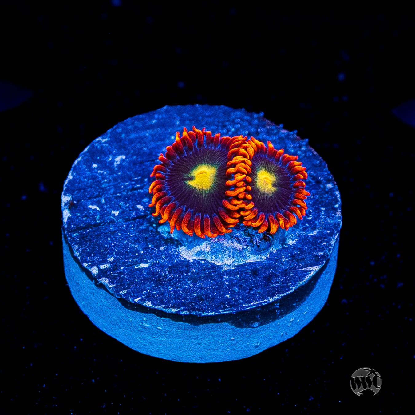 WWC Mandarin Monster Zoanthids