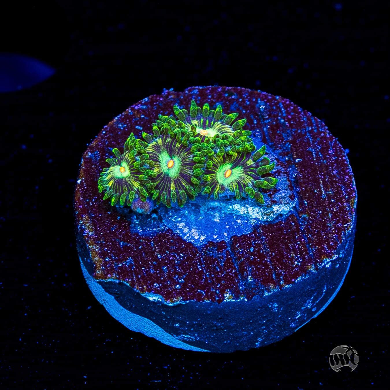 WWC Emerald Nightmare Zoanthids