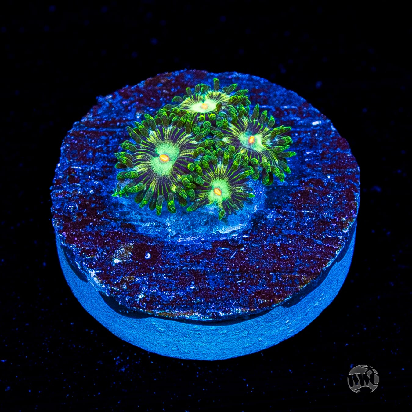 WWC Emerald Nightmare Zoanthids