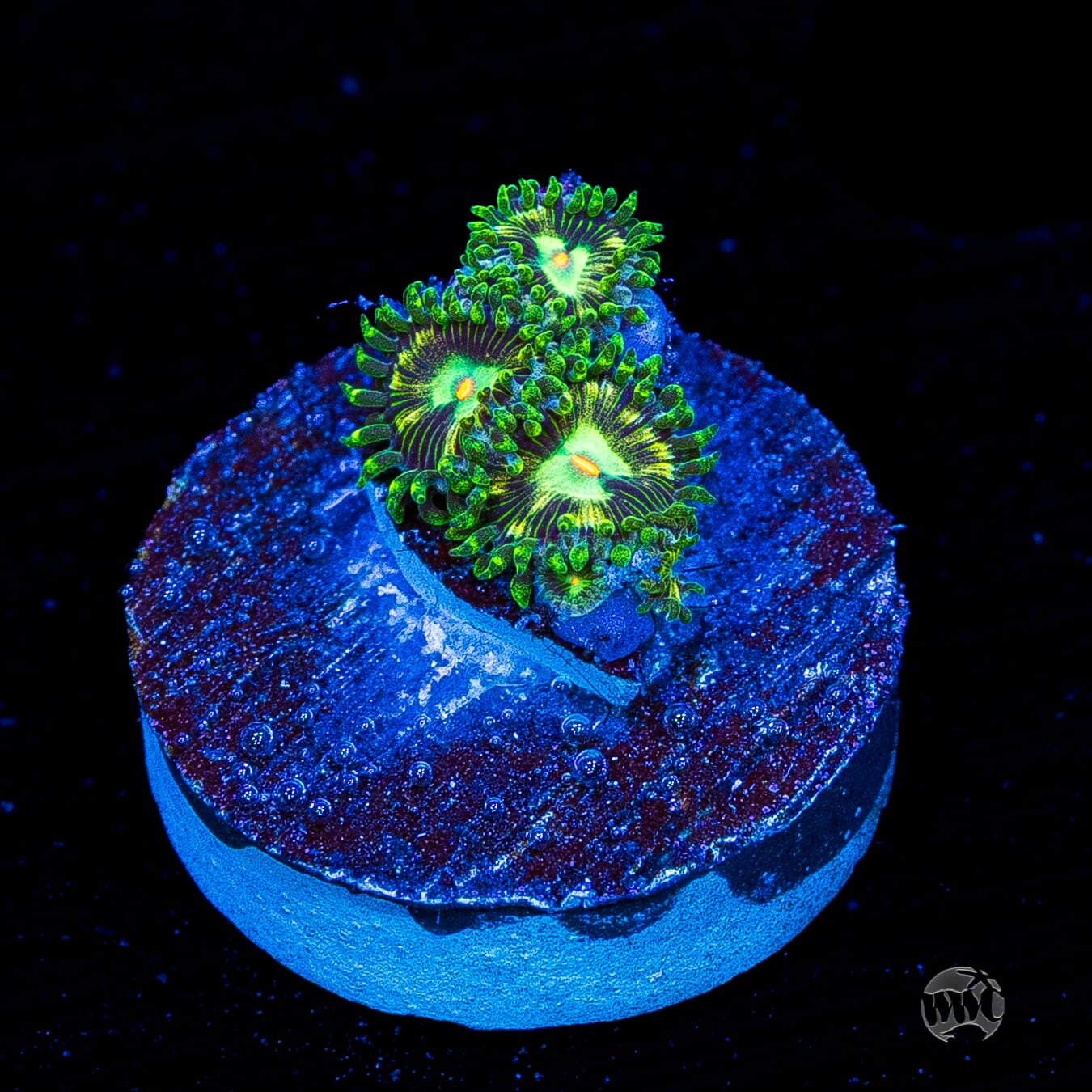 WWC Emerald Nightmare Zoanthids