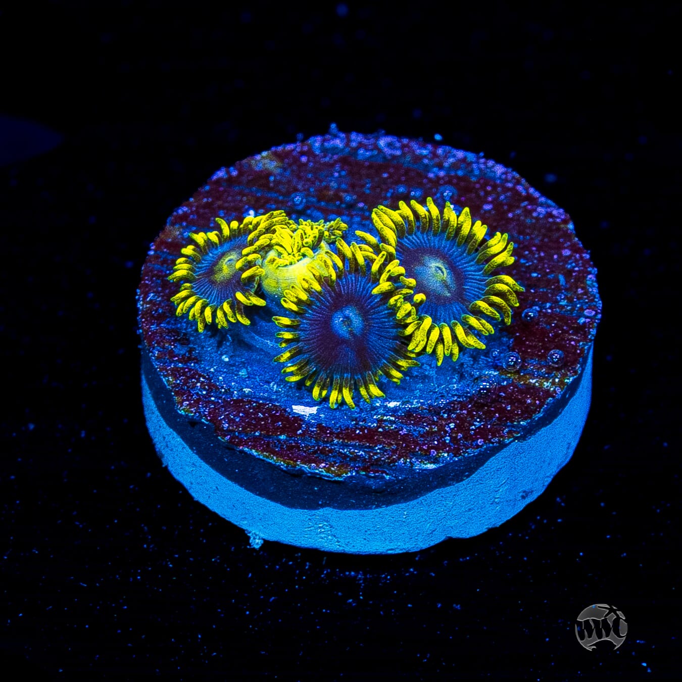 WWC Sunbeam Shuriken Zoanthids