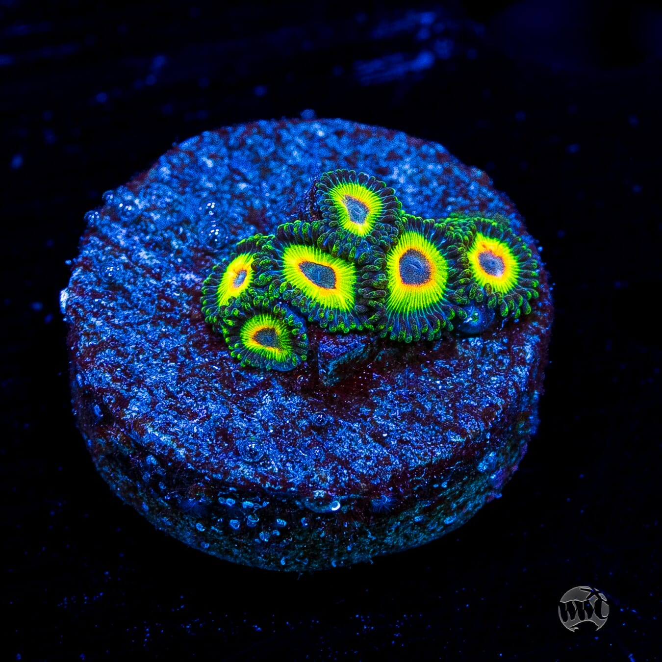 WWC Island Time Zoanthids