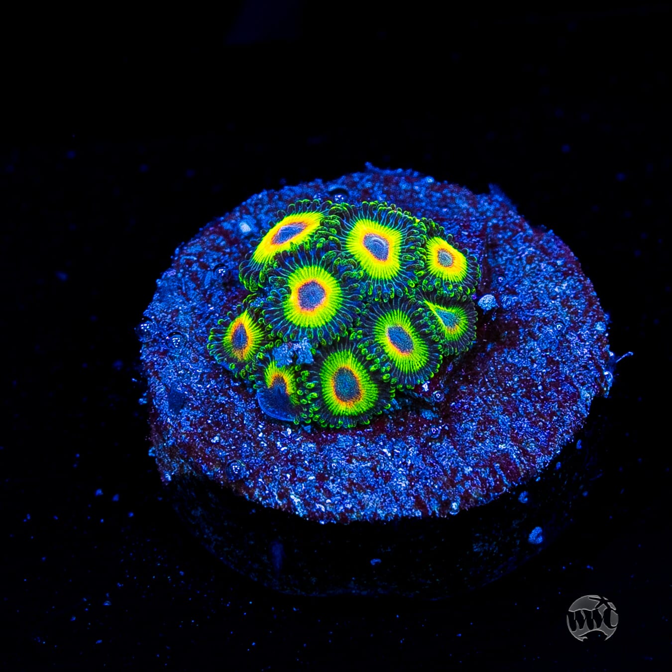 WWC Island Time Zoanthids