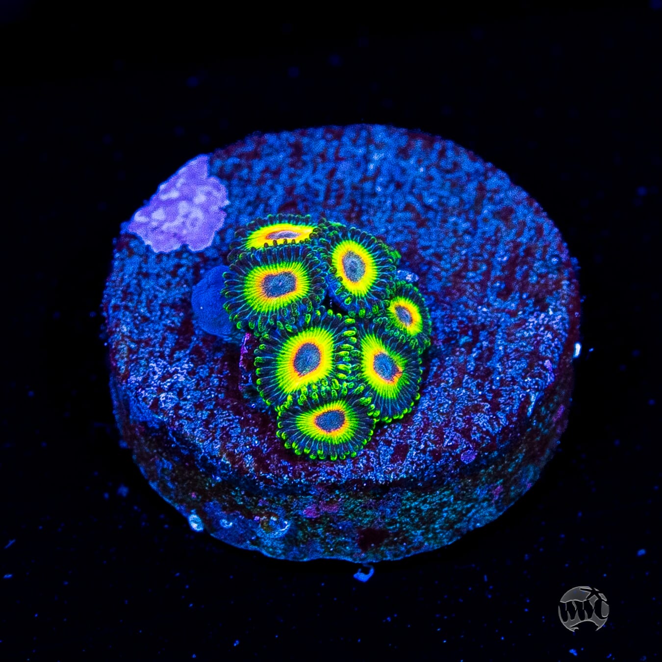 WWC Island Time Zoanthids