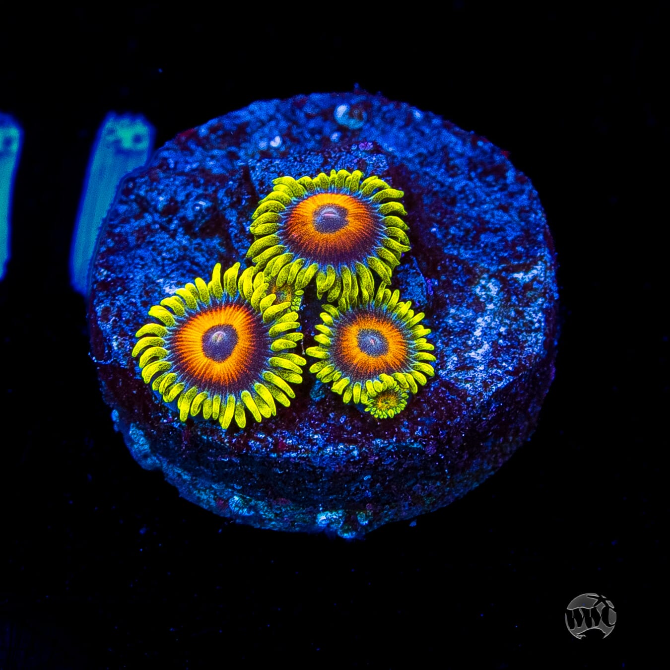 WWC Wildflower Zoanthids