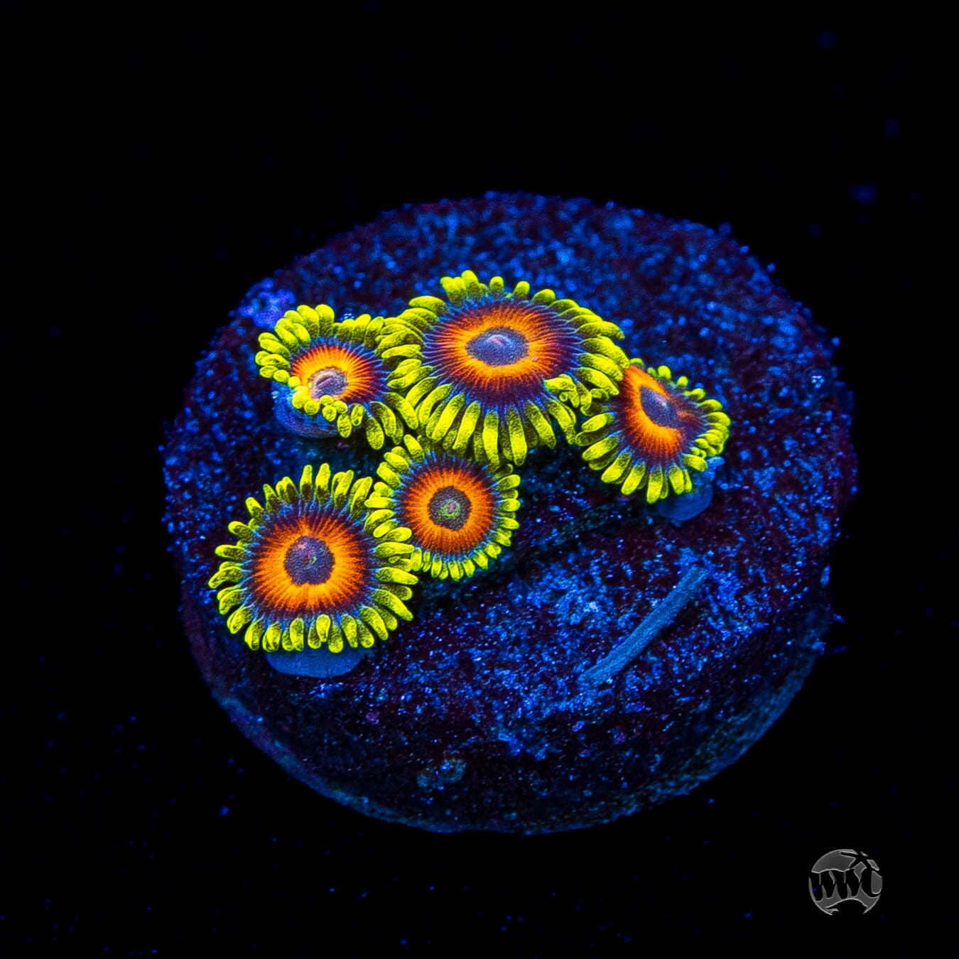 WWC Wildflower Zoanthids