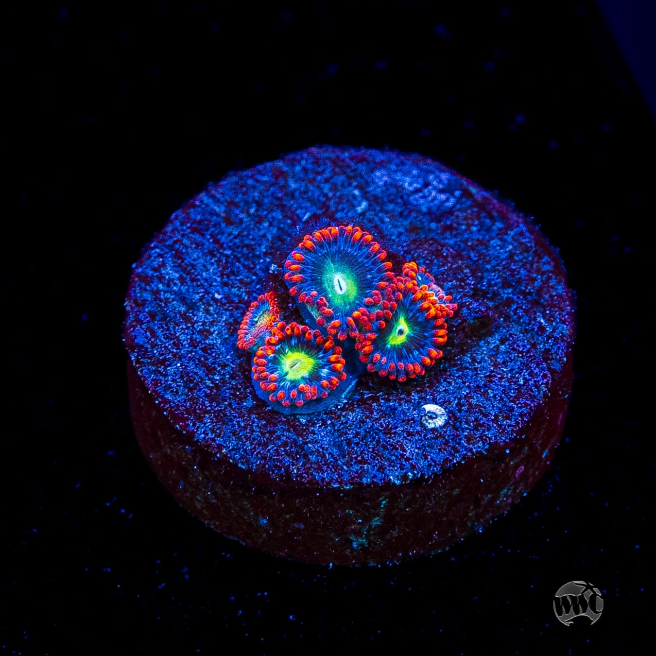 Monster Mash Zoanthids