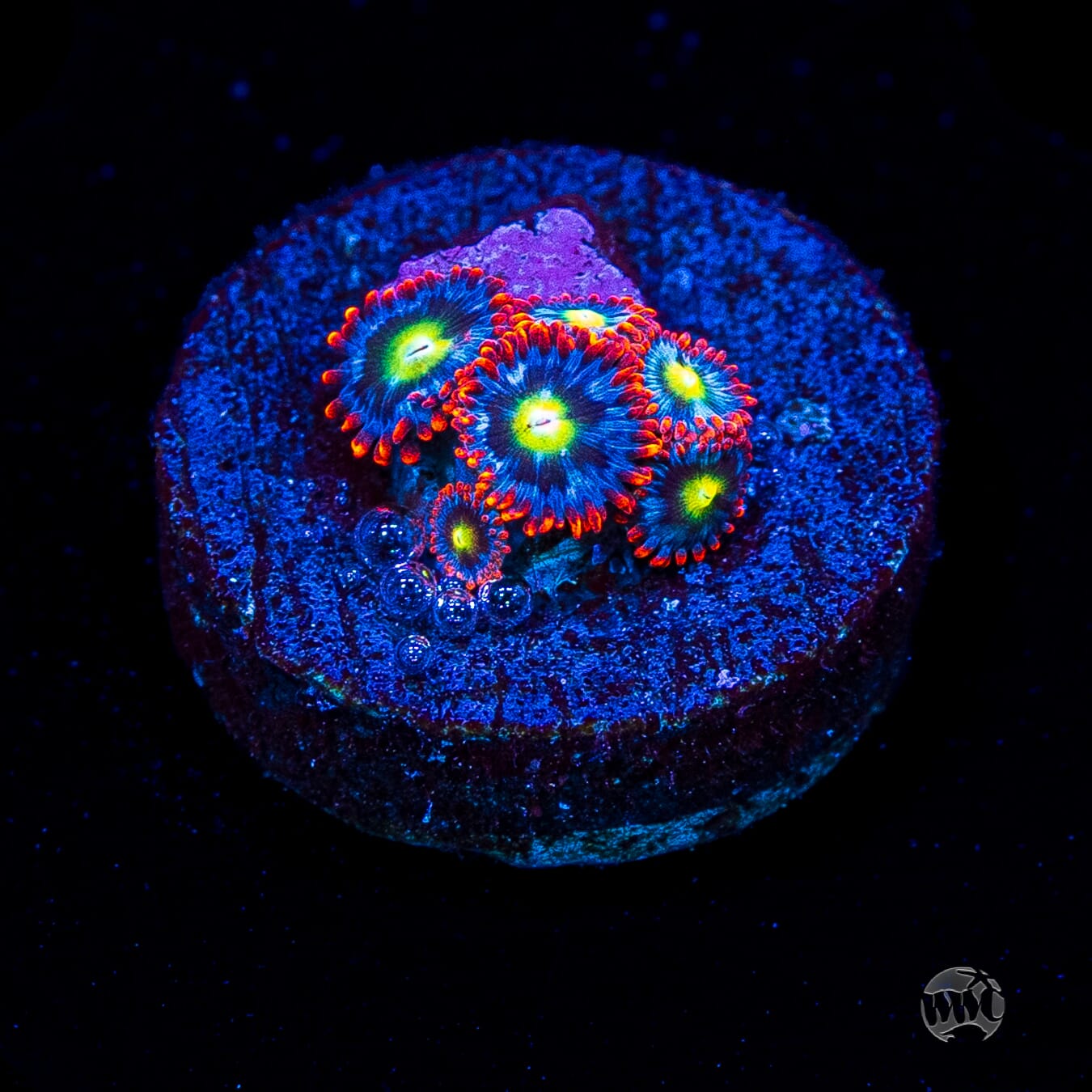 Monster Mash Zoanthids