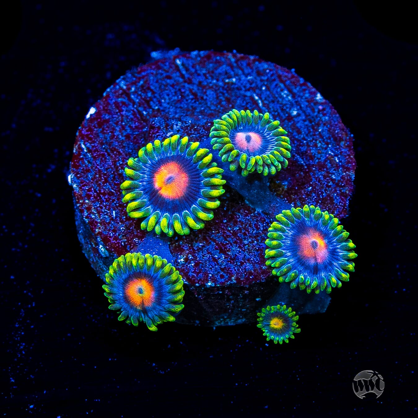 WWC Ultimate Blow Pop Zoanthids