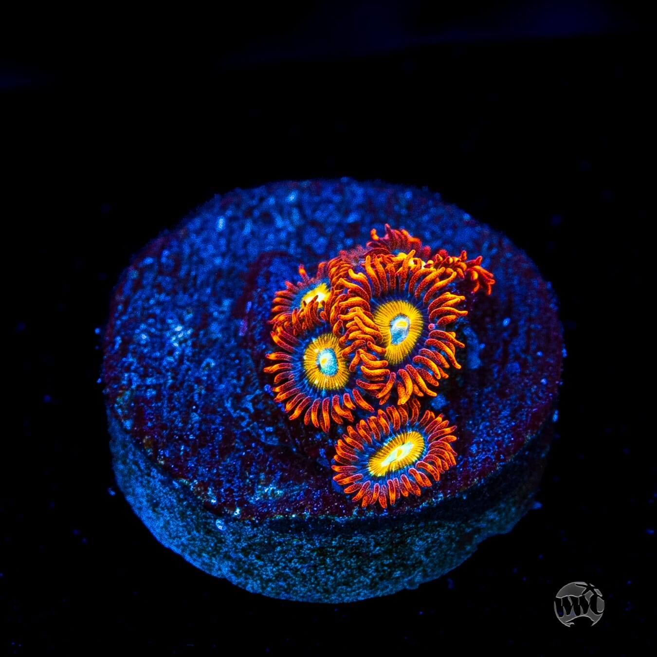 WWC Blondies Zoanthids
