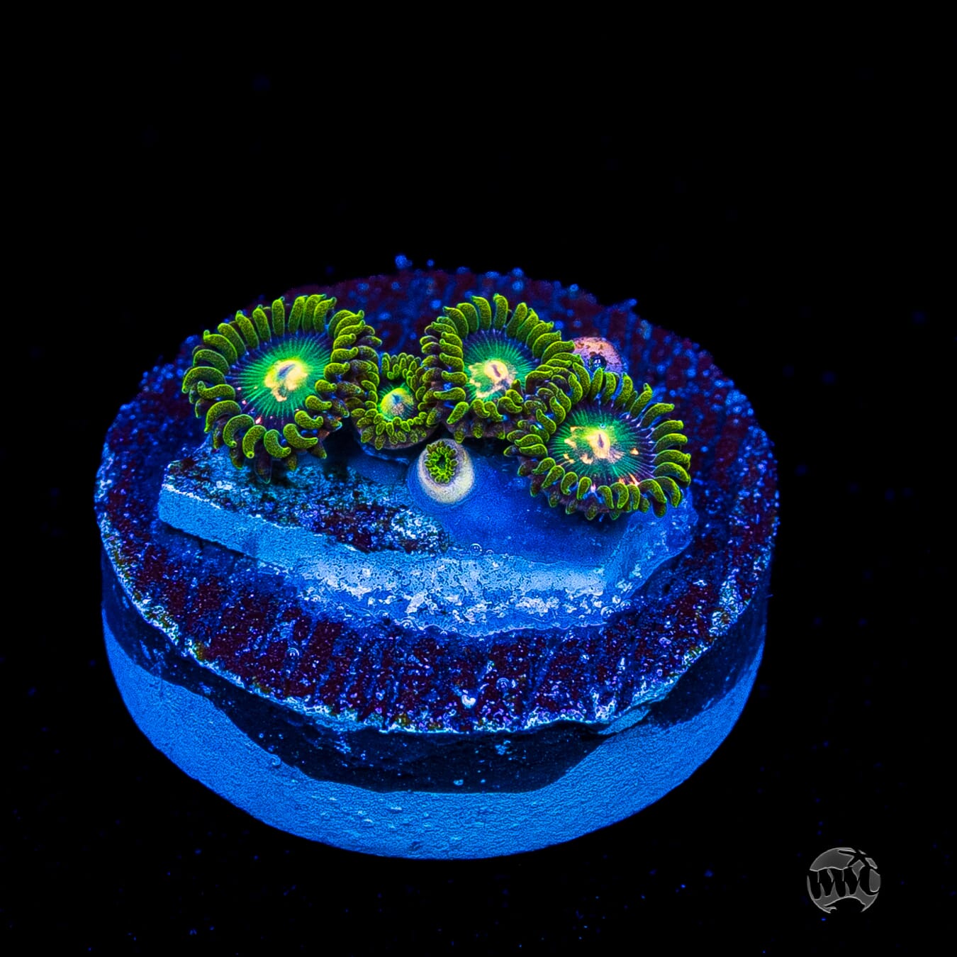 アメジスト　ヨニワンド　Deep Ocean Pleasury WWC Cosmic Dragon Eye Zoanthids