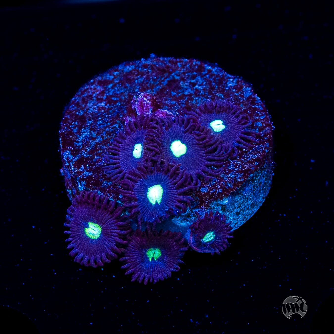 Tic Tac Zoanthids