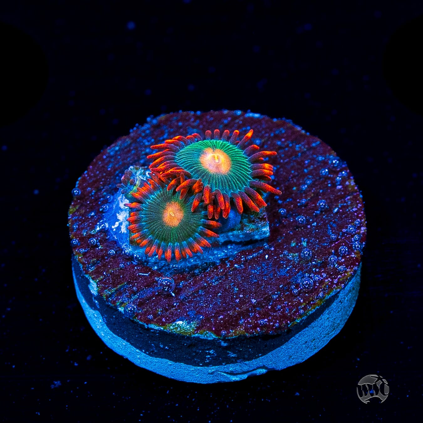 Gatorade Zoanthids